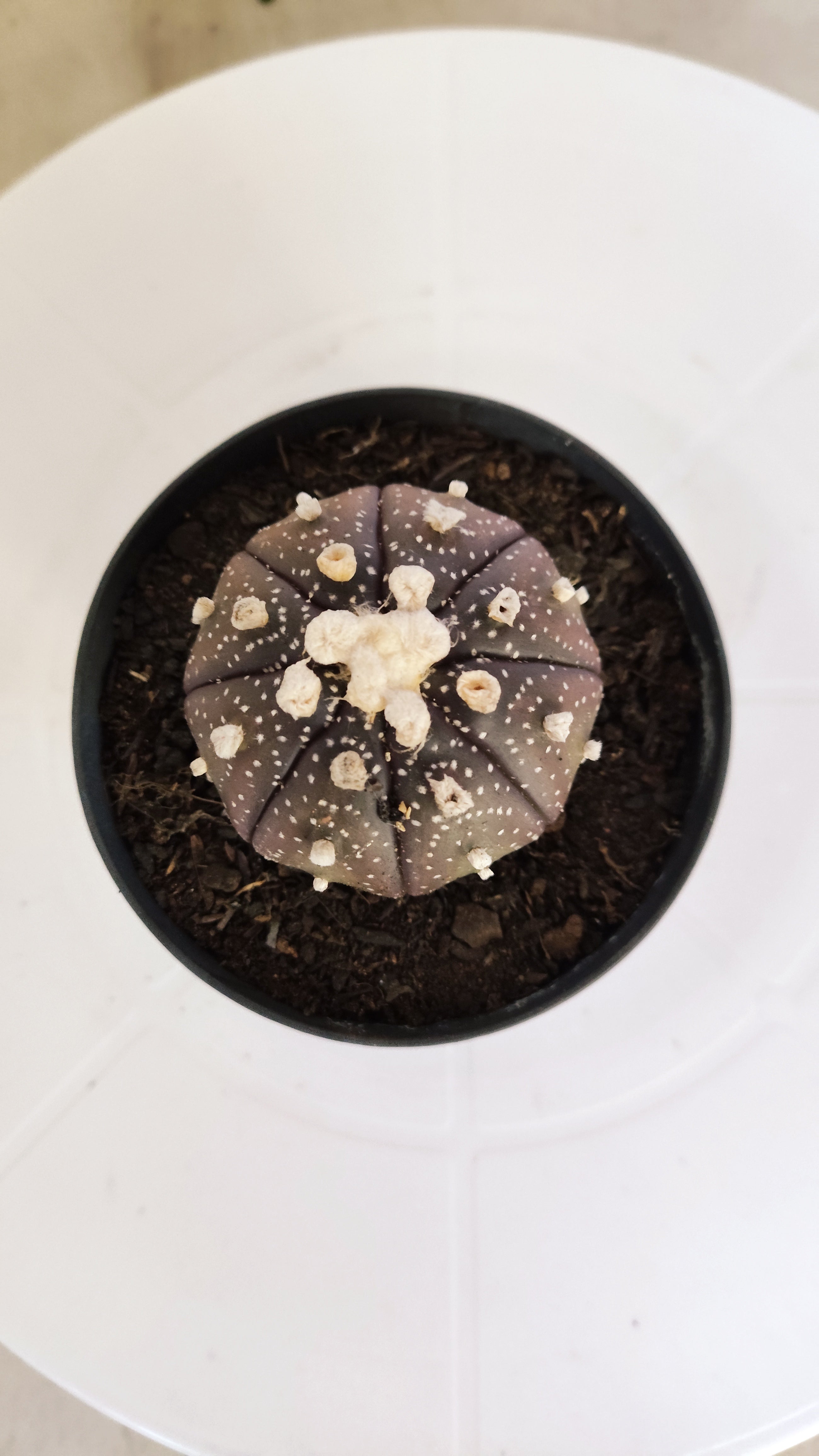 ASTROPHYTUM ASTERIAS “Purple”  Nº 266 – vaso 09