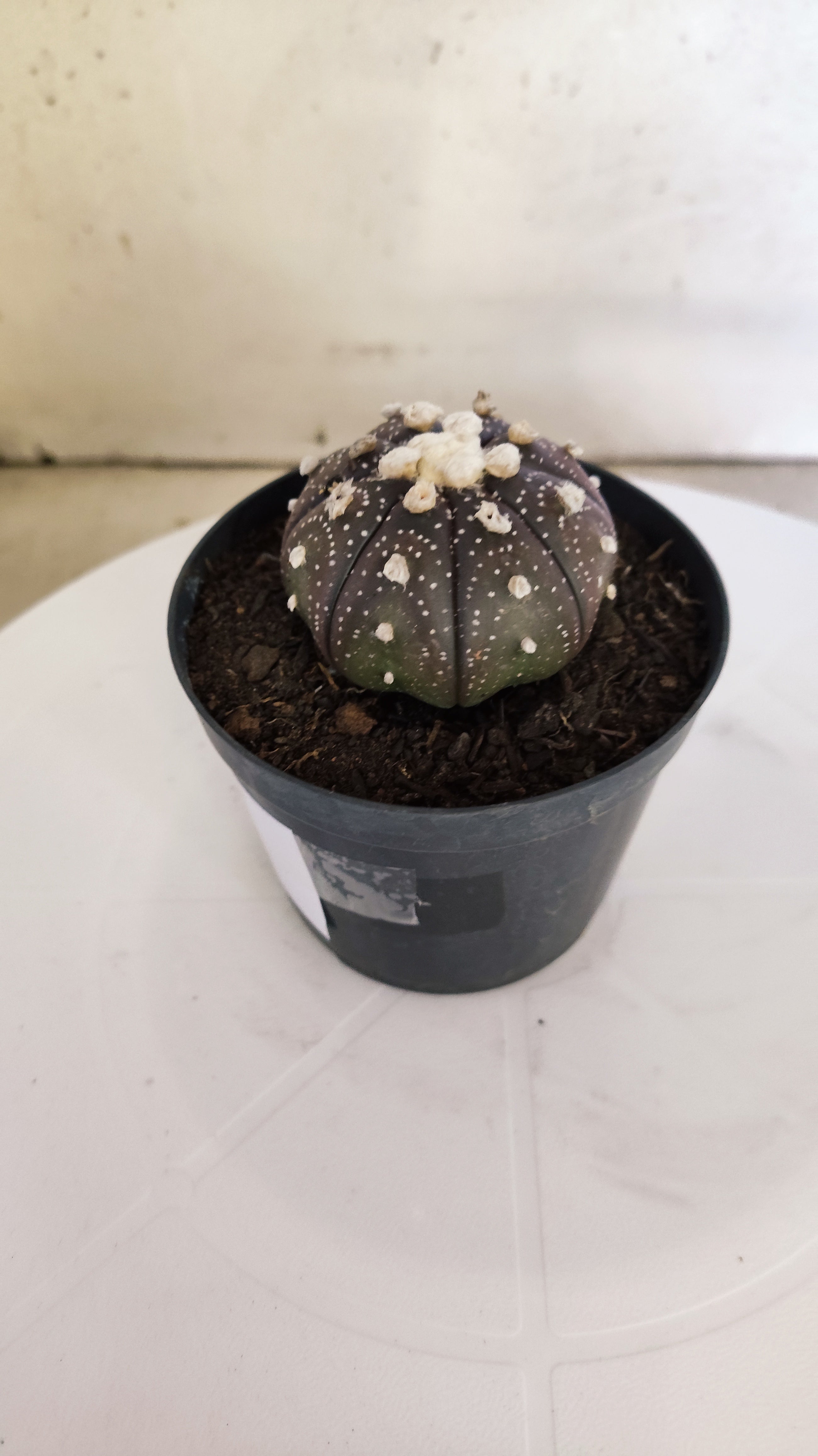 ASTROPHYTUM ASTERIAS “Purple”  Nº 266 – vaso 09
