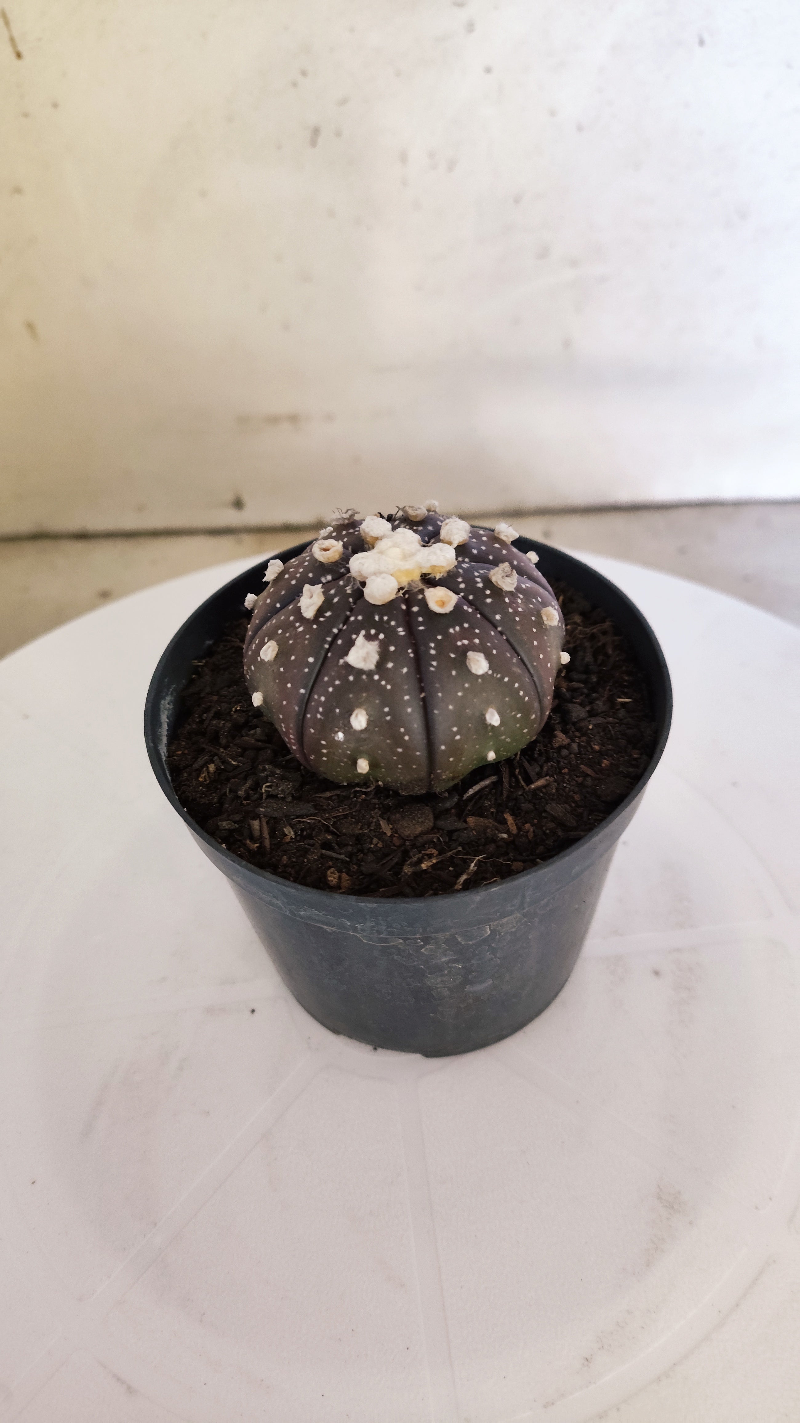 ASTROPHYTUM ASTERIAS “Purple”  Nº 266 – vaso 09