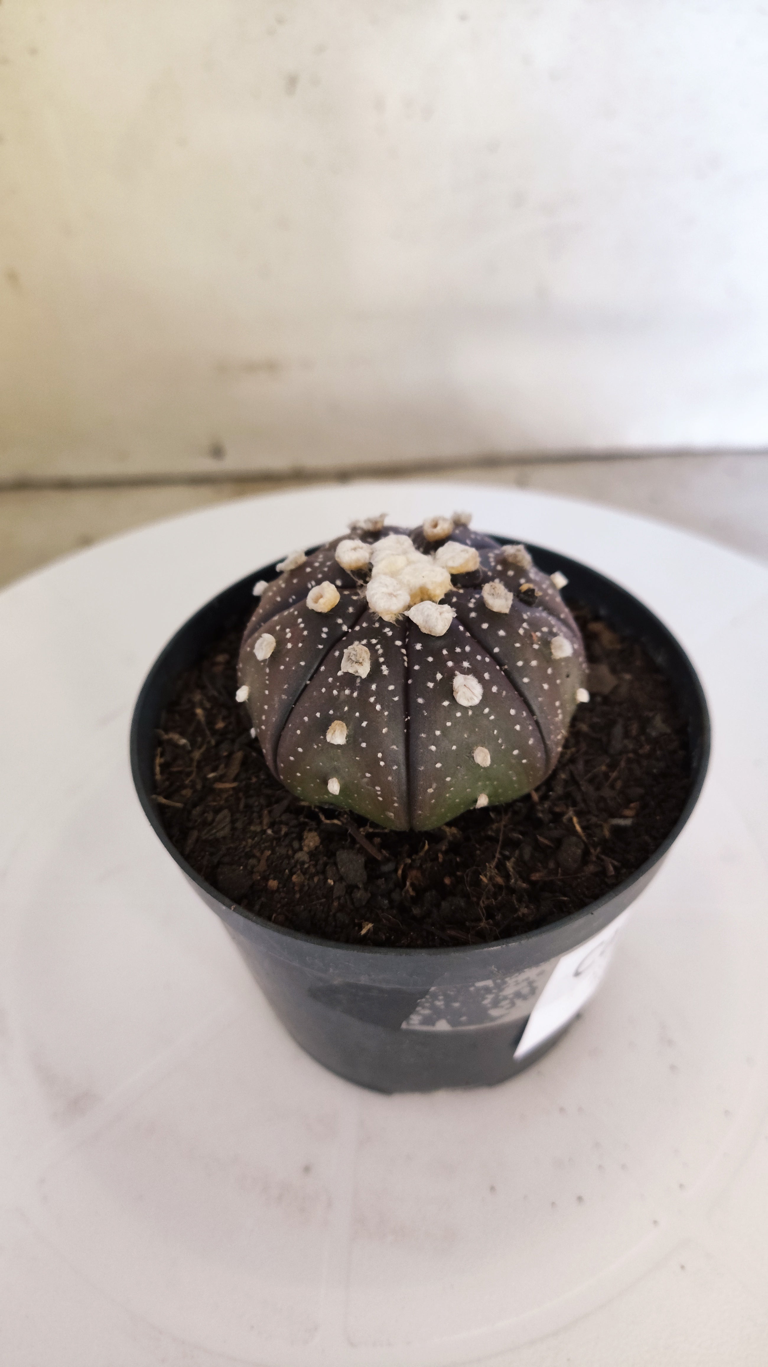 ASTROPHYTUM ASTERIAS “Purple”  Nº 266 – vaso 09