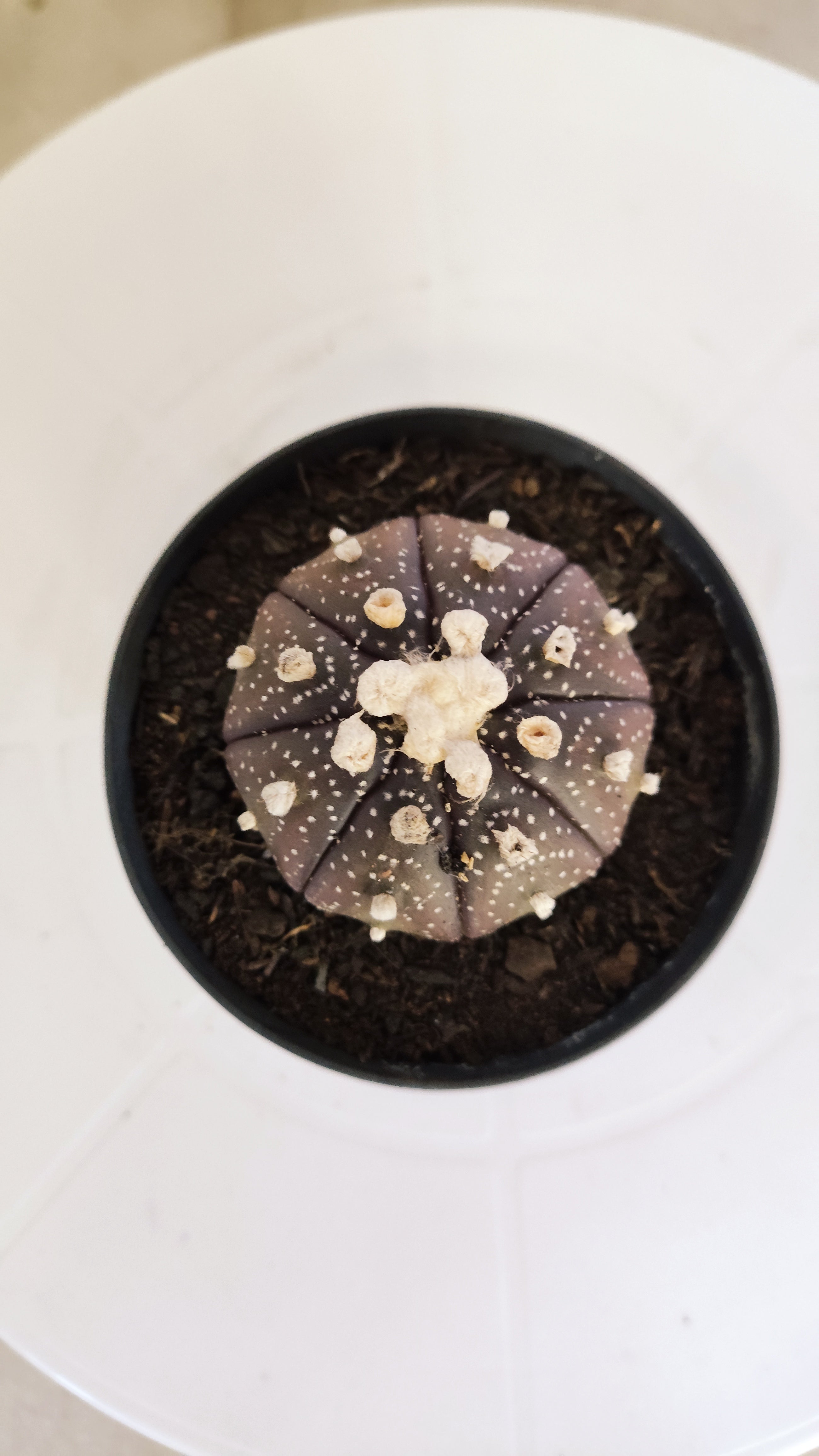 ASTROPHYTUM ASTERIAS “Purple”  Nº 266 – vaso 09