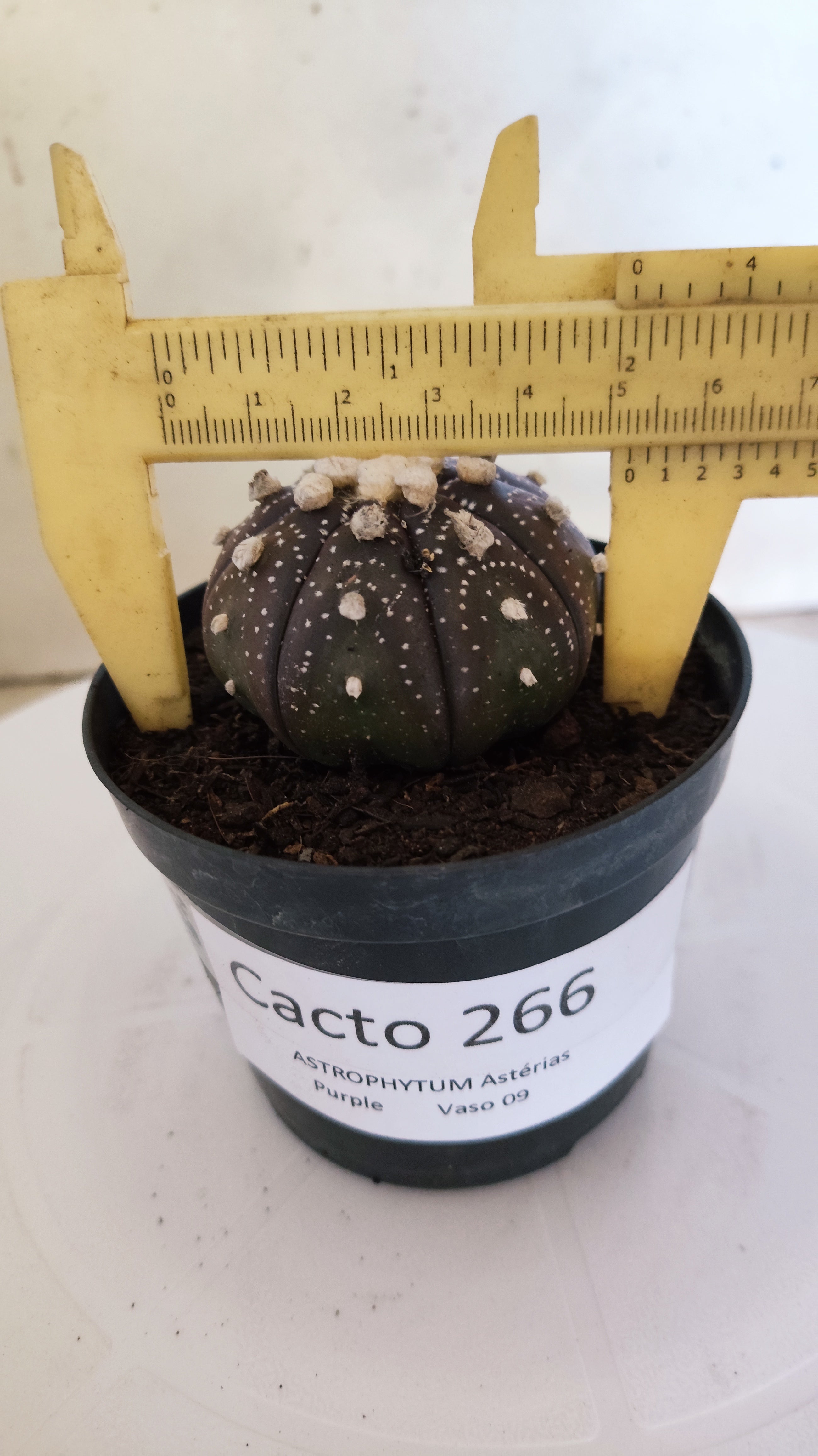 ASTROPHYTUM ASTERIAS “Purple”  Nº 266 – vaso 09
