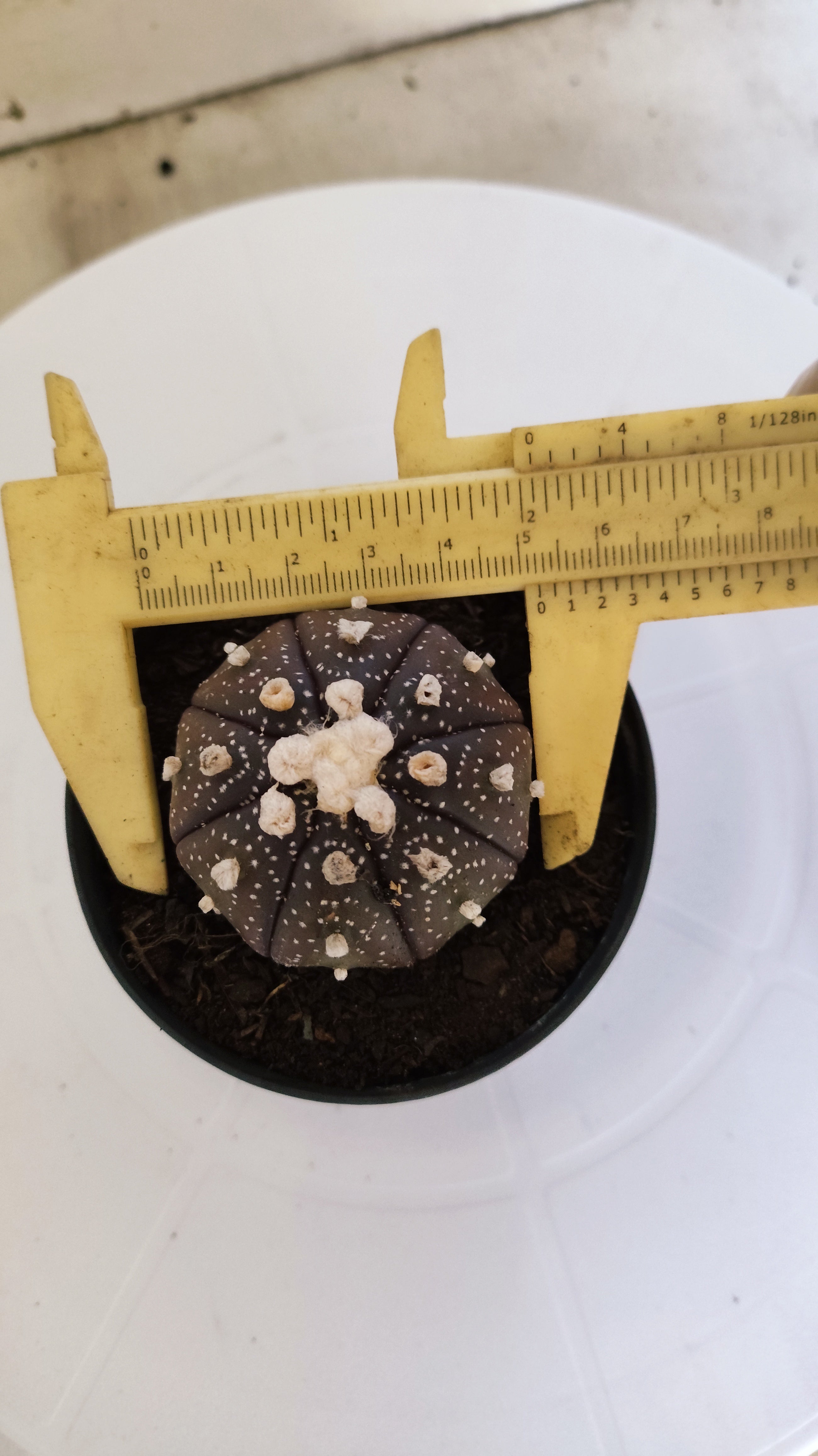 ASTROPHYTUM ASTERIAS “Purple”  Nº 266 – vaso 09