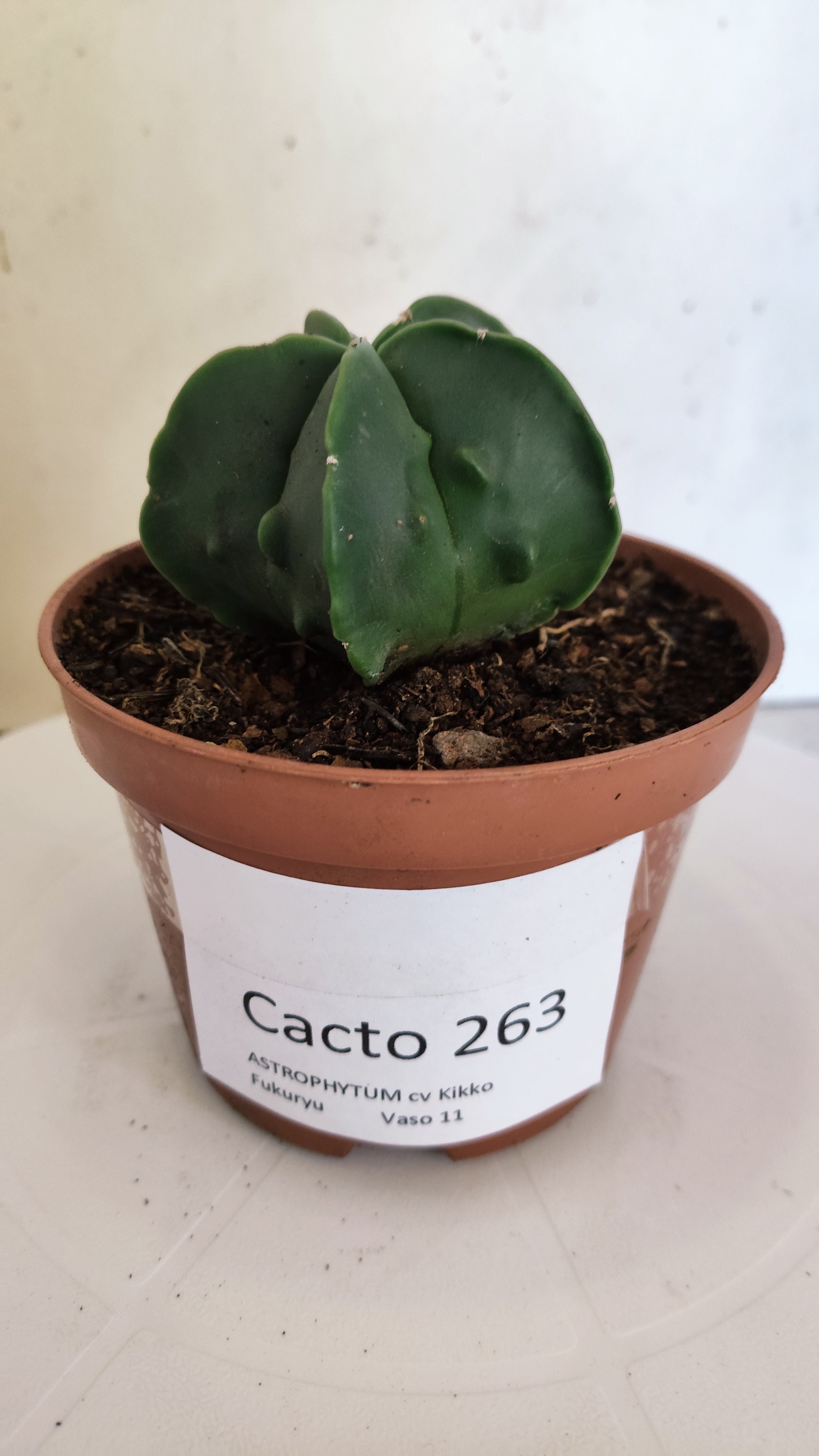 ASTROPHYTUM MYRIOSTIGMA cv FUKURYU  Nº 263 – vaso 11