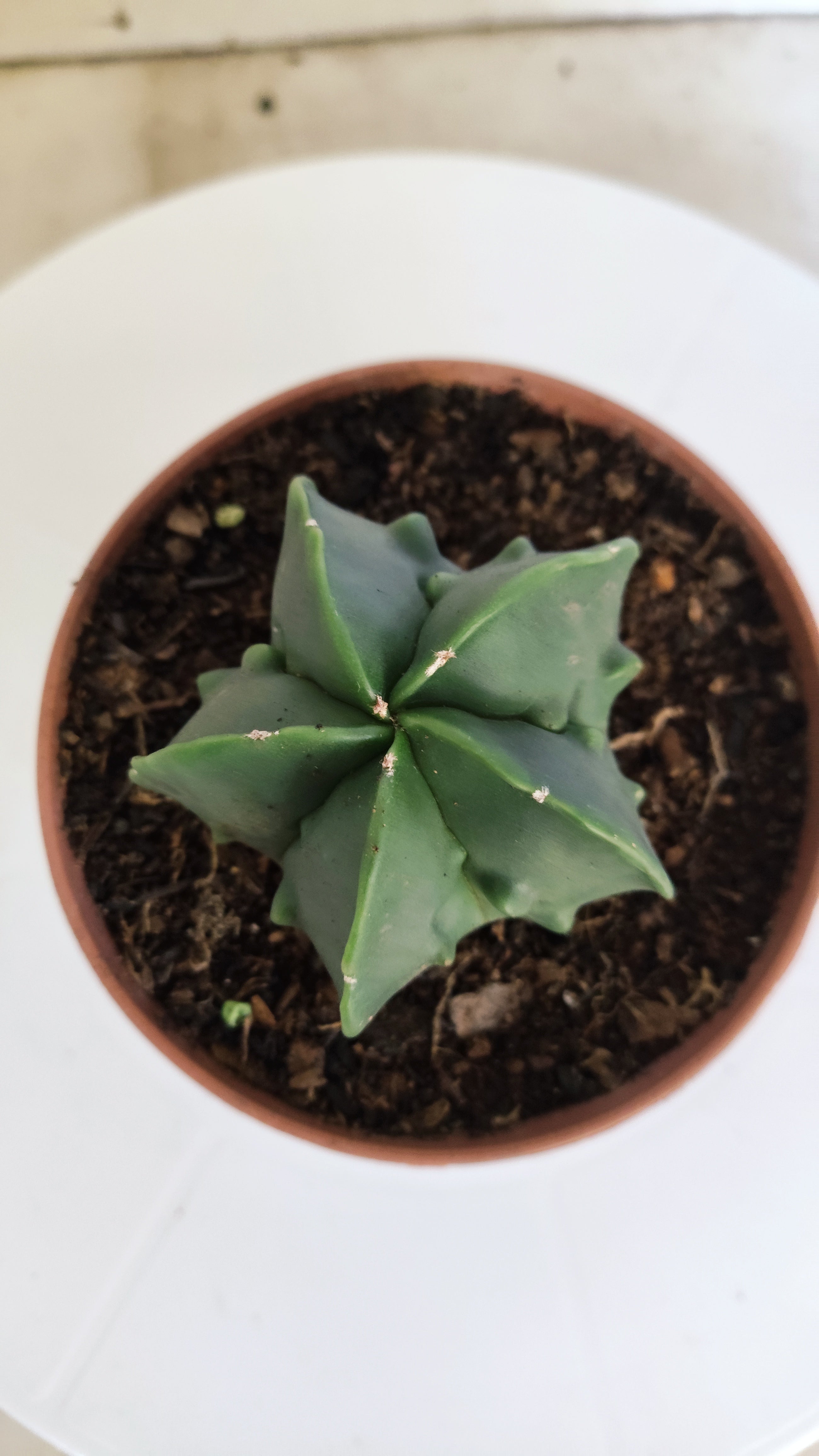 ASTROPHYTUM MYRIOSTIGMA cv FUKURYU  Nº 263 – vaso 11