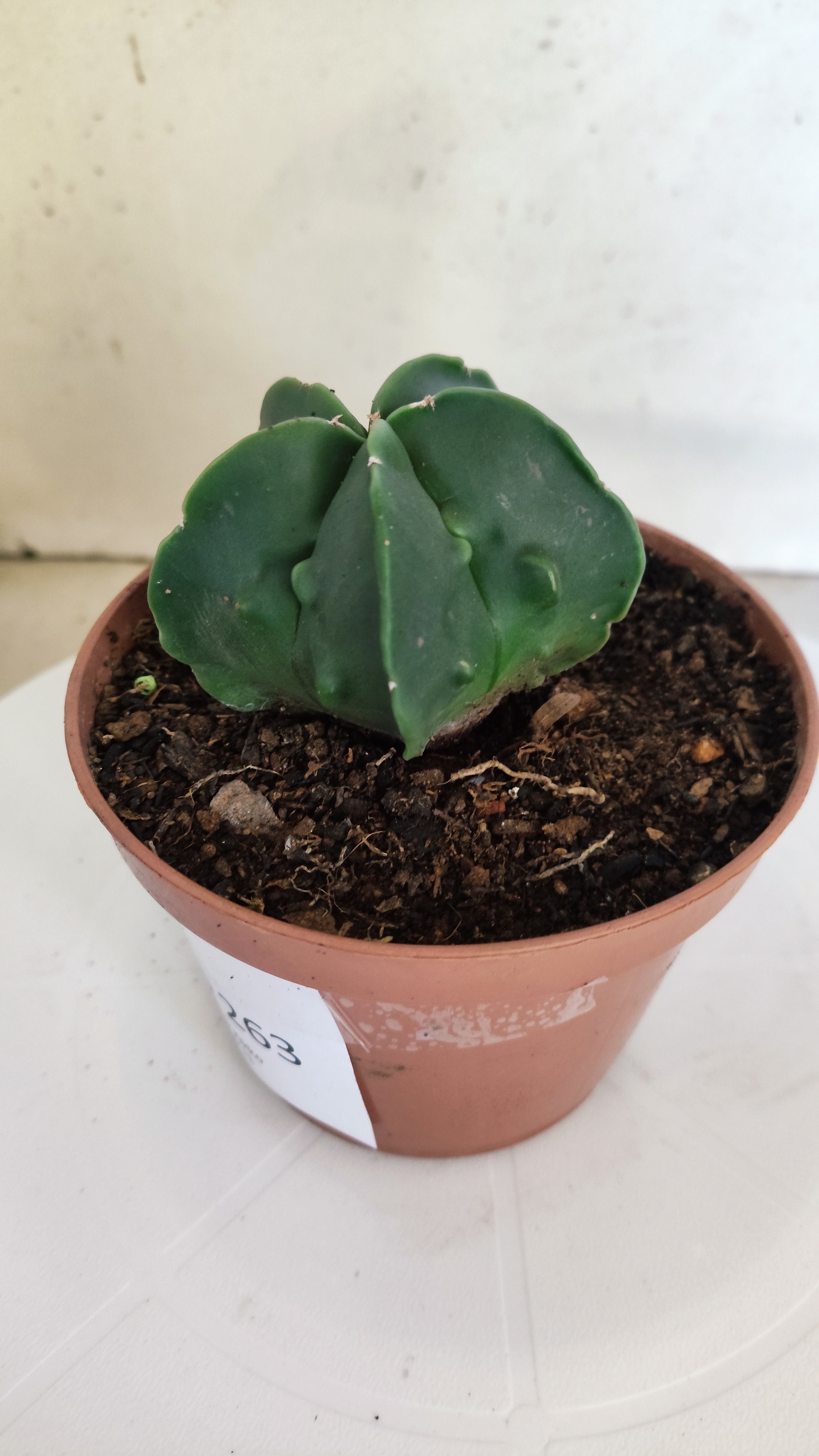 ASTROPHYTUM MYRIOSTIGMA cv FUKURYU  Nº 263 – vaso 11
