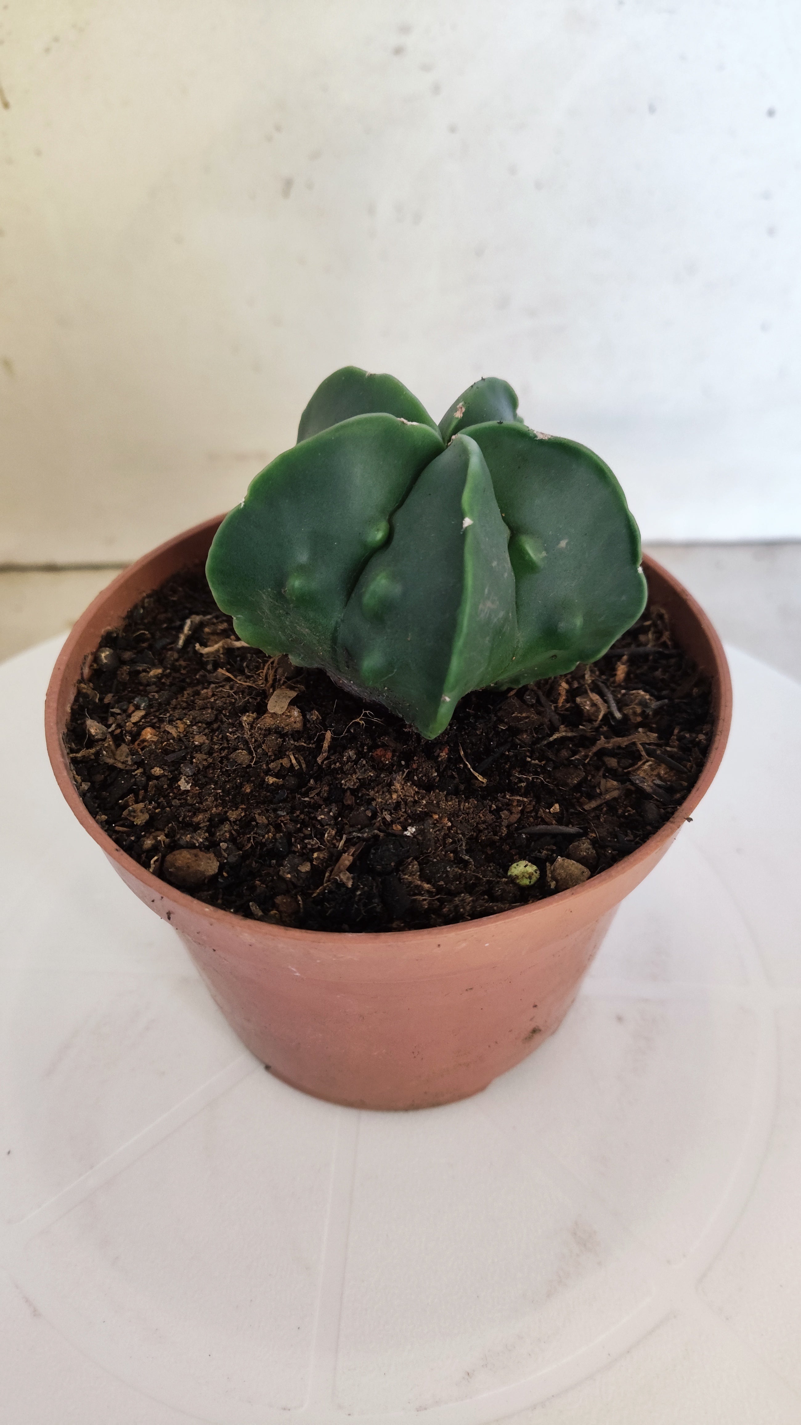 ASTROPHYTUM MYRIOSTIGMA cv FUKURYU  Nº 263 – vaso 11