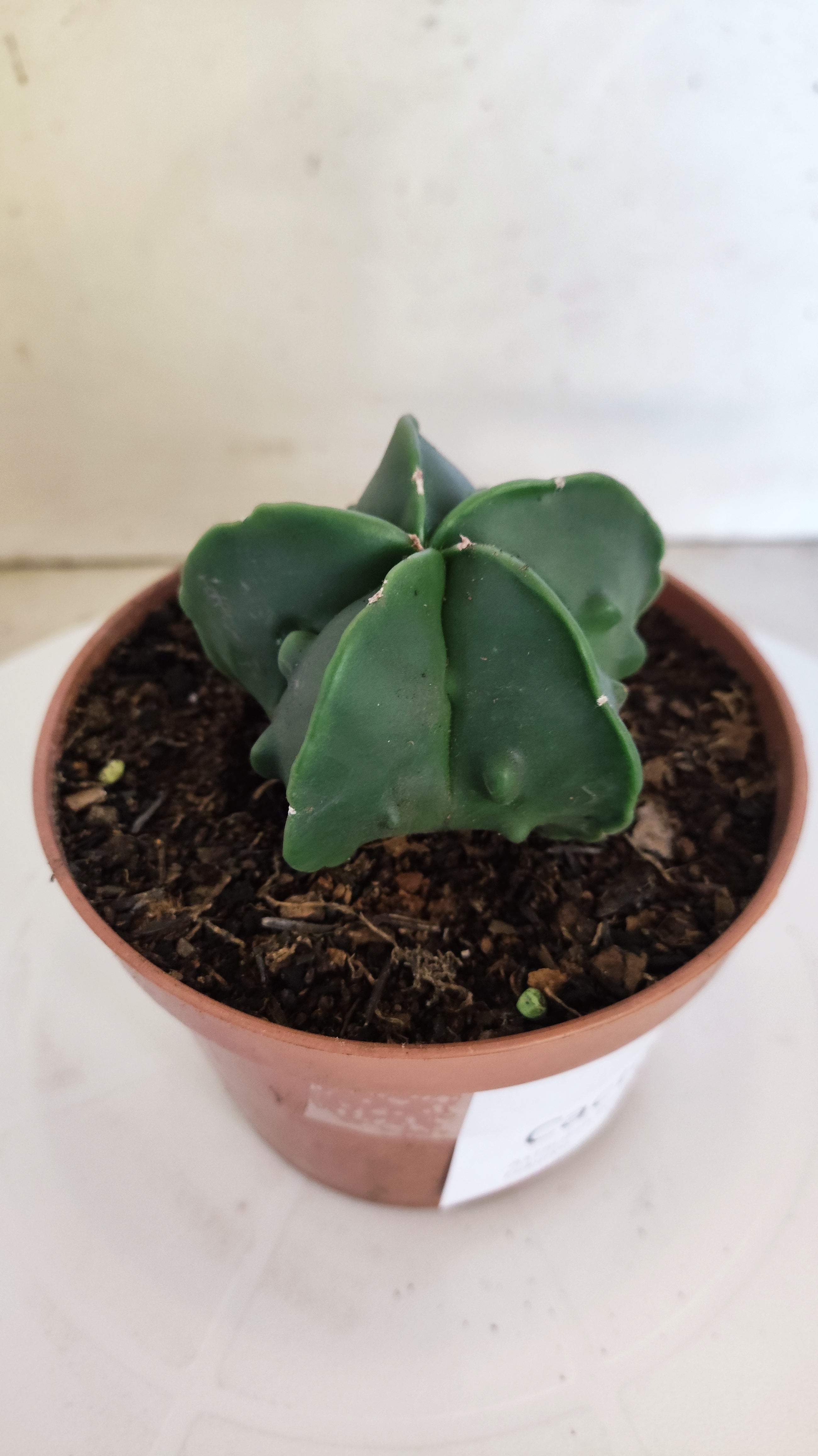 ASTROPHYTUM MYRIOSTIGMA cv FUKURYU  Nº 263 – vaso 11