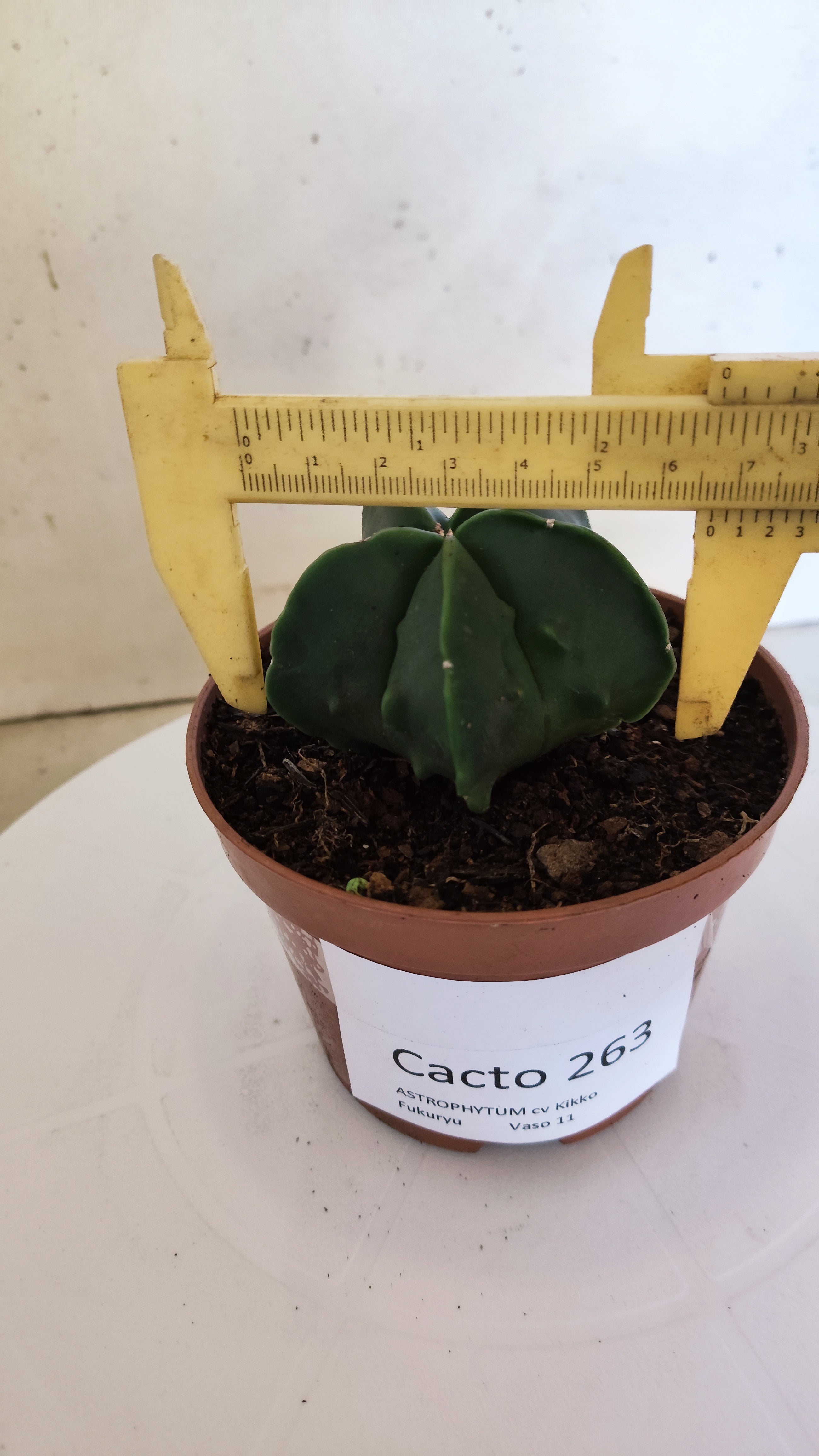 ASTROPHYTUM MYRIOSTIGMA cv FUKURYU  Nº 263 – vaso 11