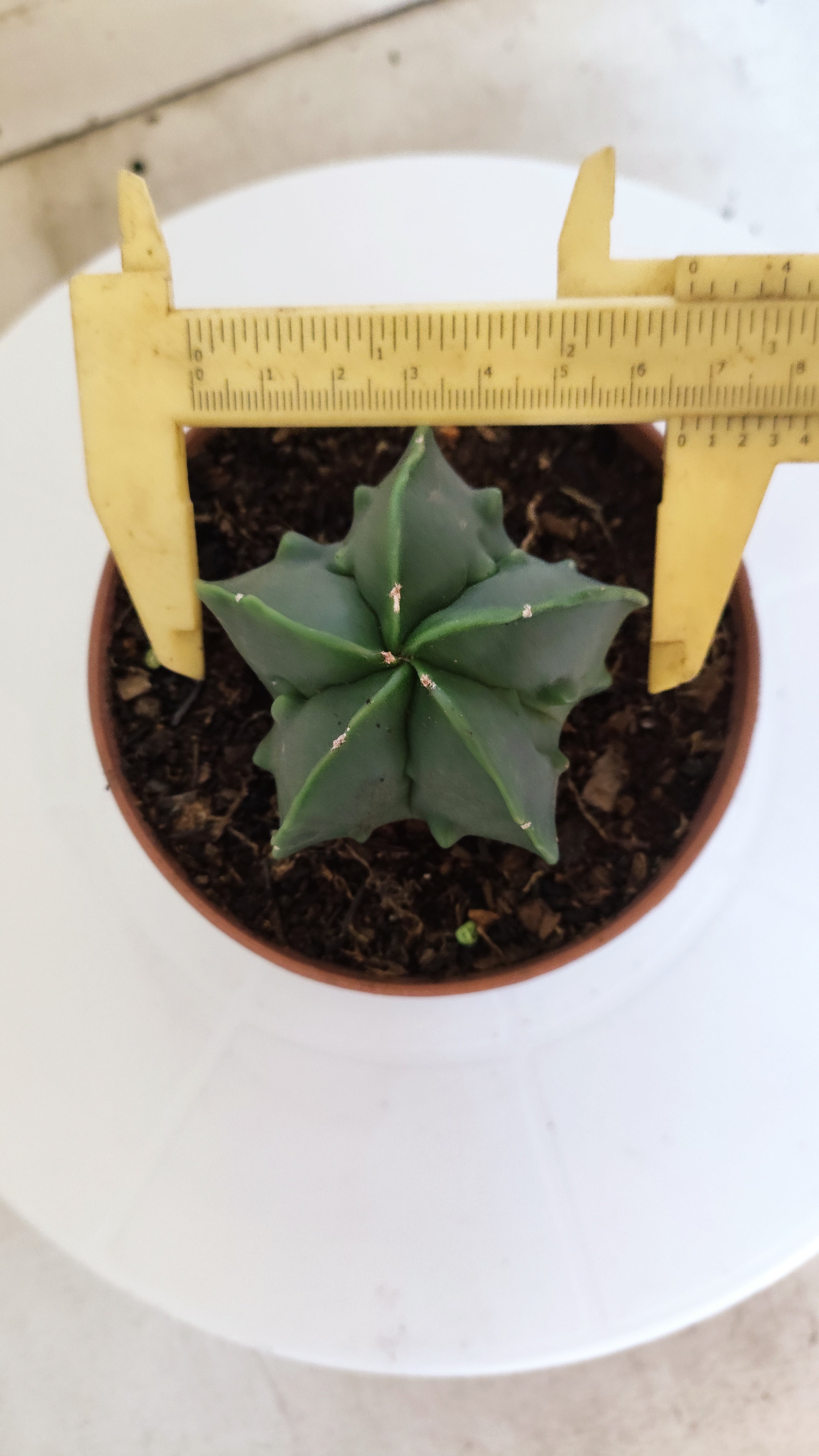 ASTROPHYTUM MYRIOSTIGMA cv FUKURYU  Nº 263 – vaso 11