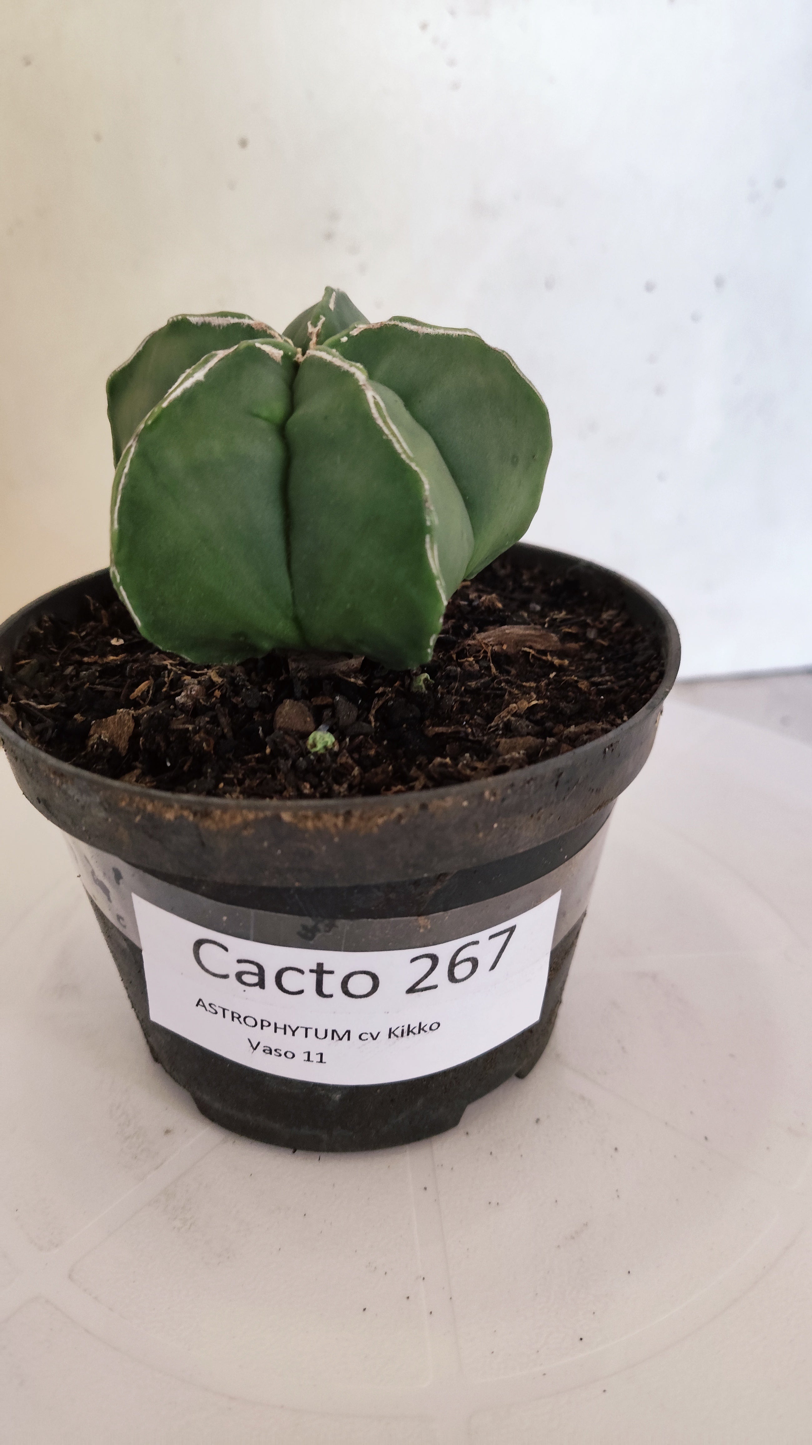 ASTROPHYTUM cv KIKKO  "NUDUM' Nº 267 – vaso 11