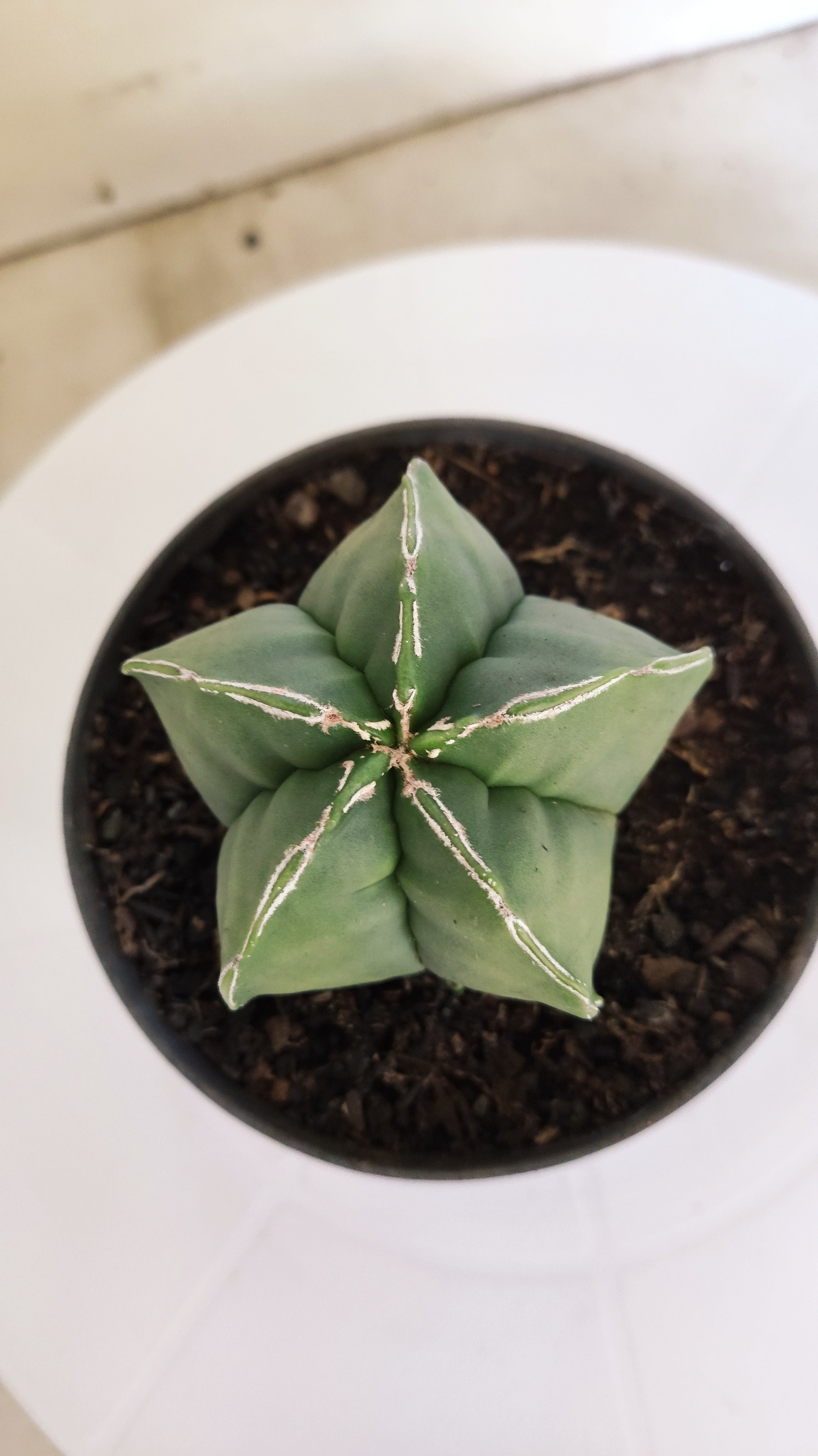 ASTROPHYTUM cv KIKKO  "NUDUM' Nº 267 – vaso 11