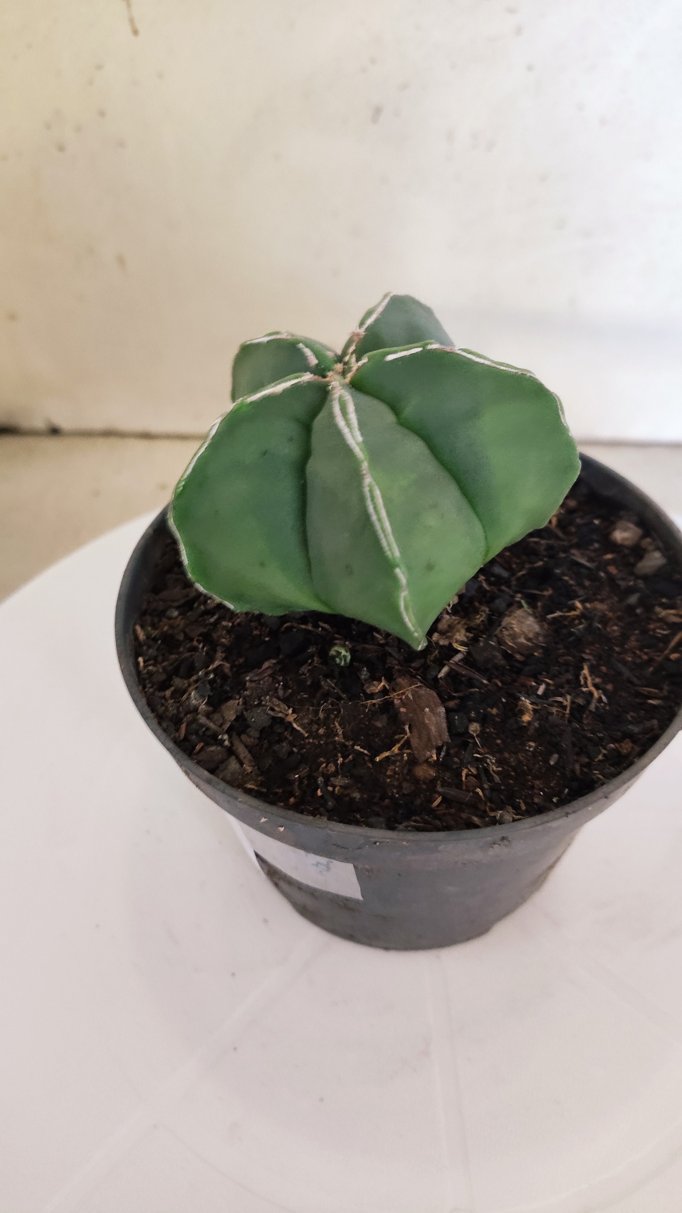 ASTROPHYTUM cv KIKKO  "NUDUM' Nº 267 – vaso 11