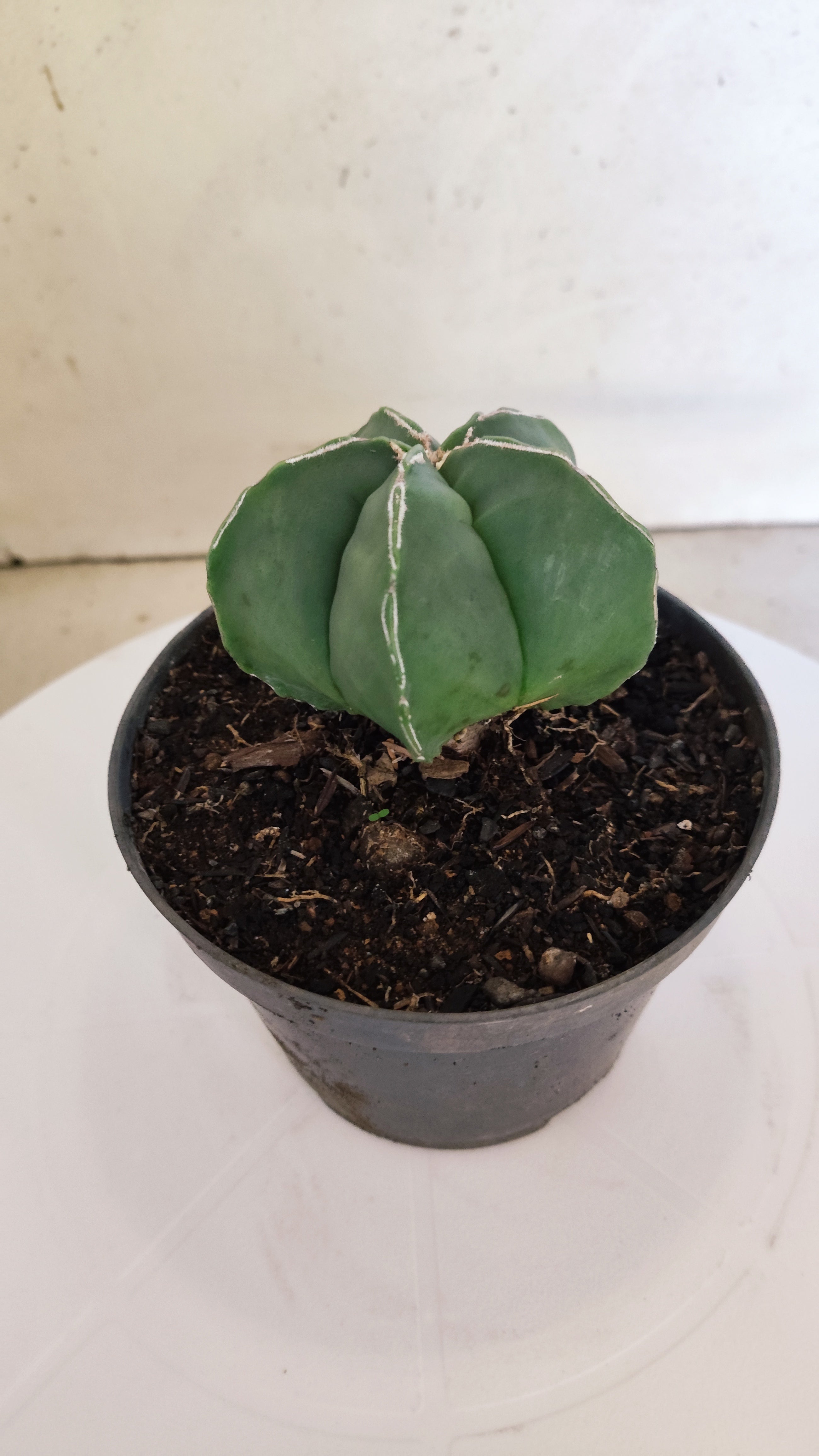ASTROPHYTUM cv KIKKO  "NUDUM' Nº 267 – vaso 11