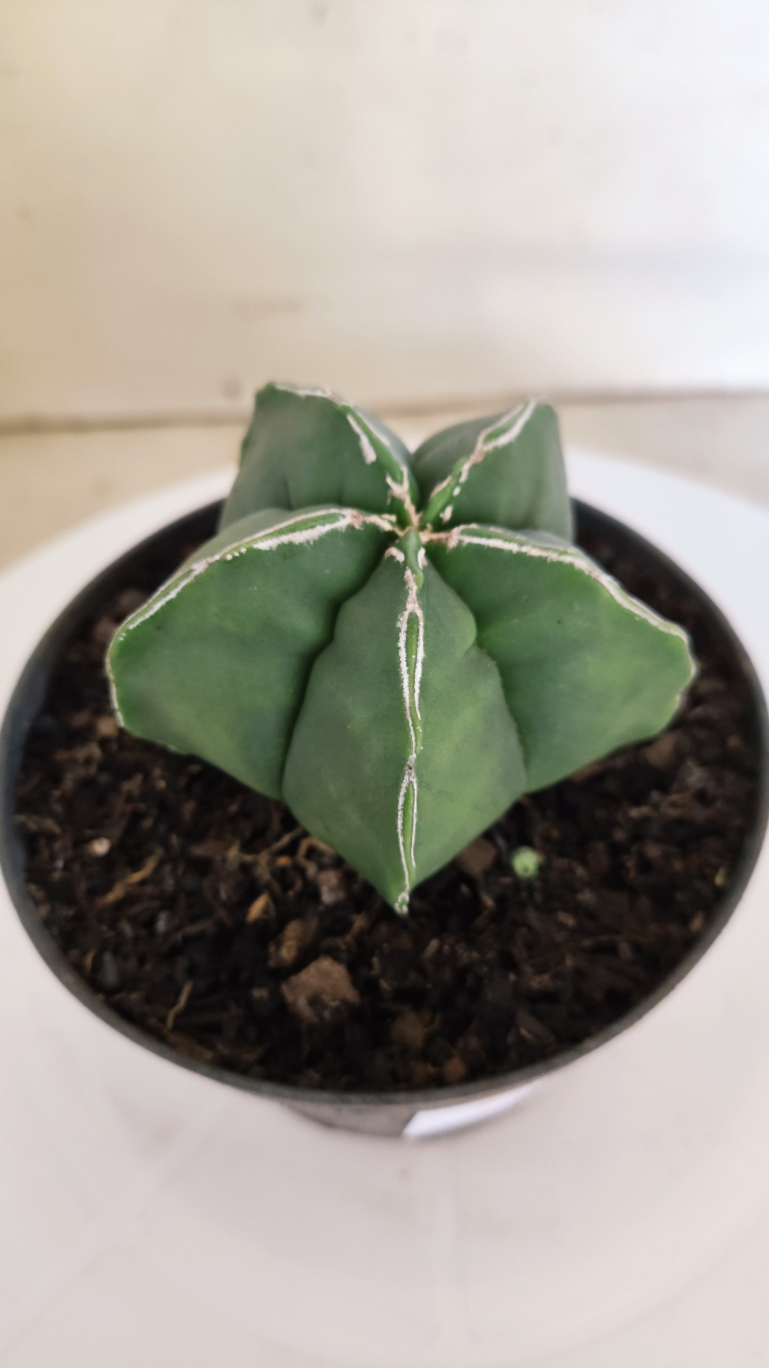 ASTROPHYTUM cv KIKKO  "NUDUM' Nº 267 – vaso 11