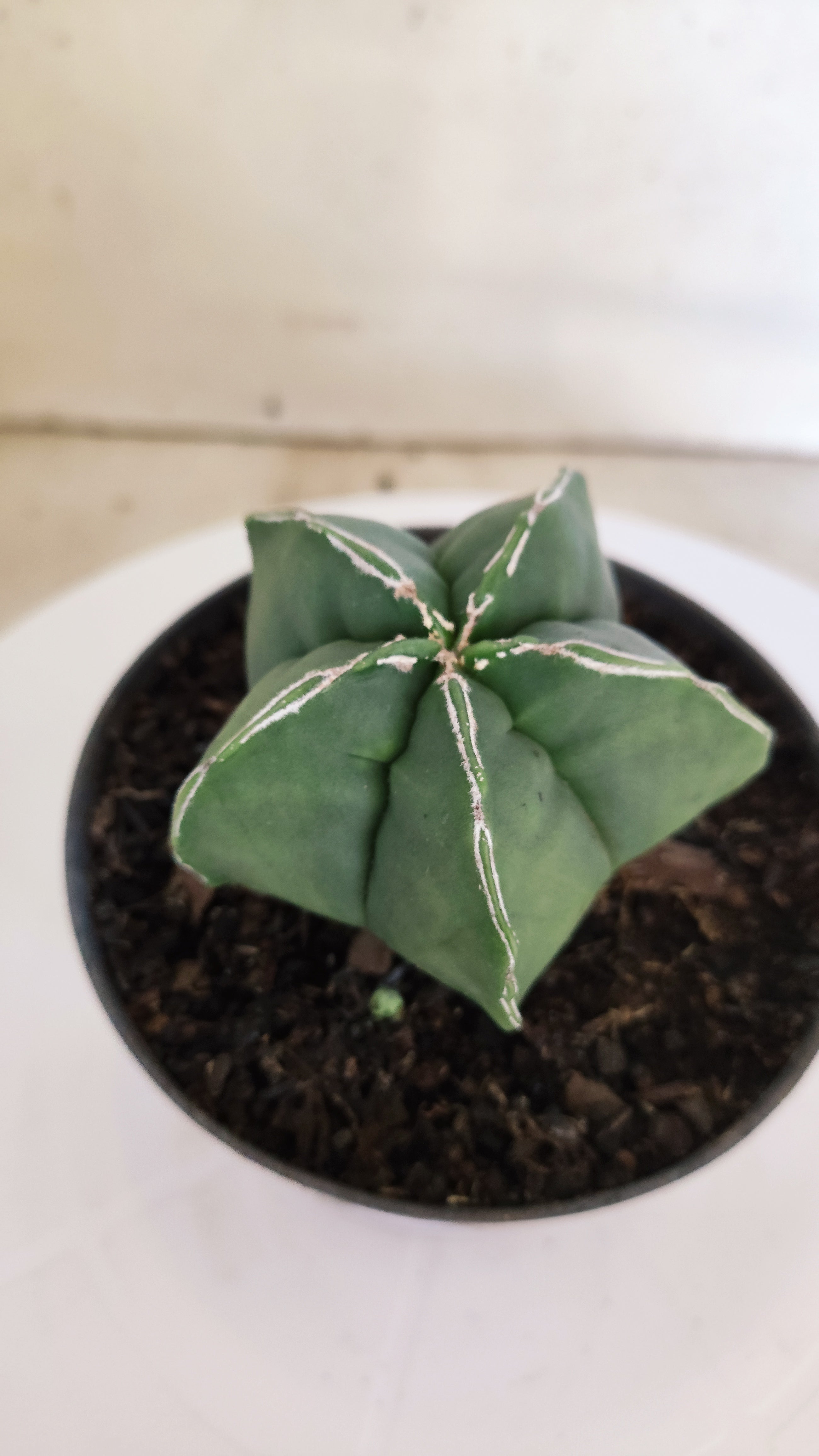 ASTROPHYTUM cv KIKKO  "NUDUM' Nº 267 – vaso 11