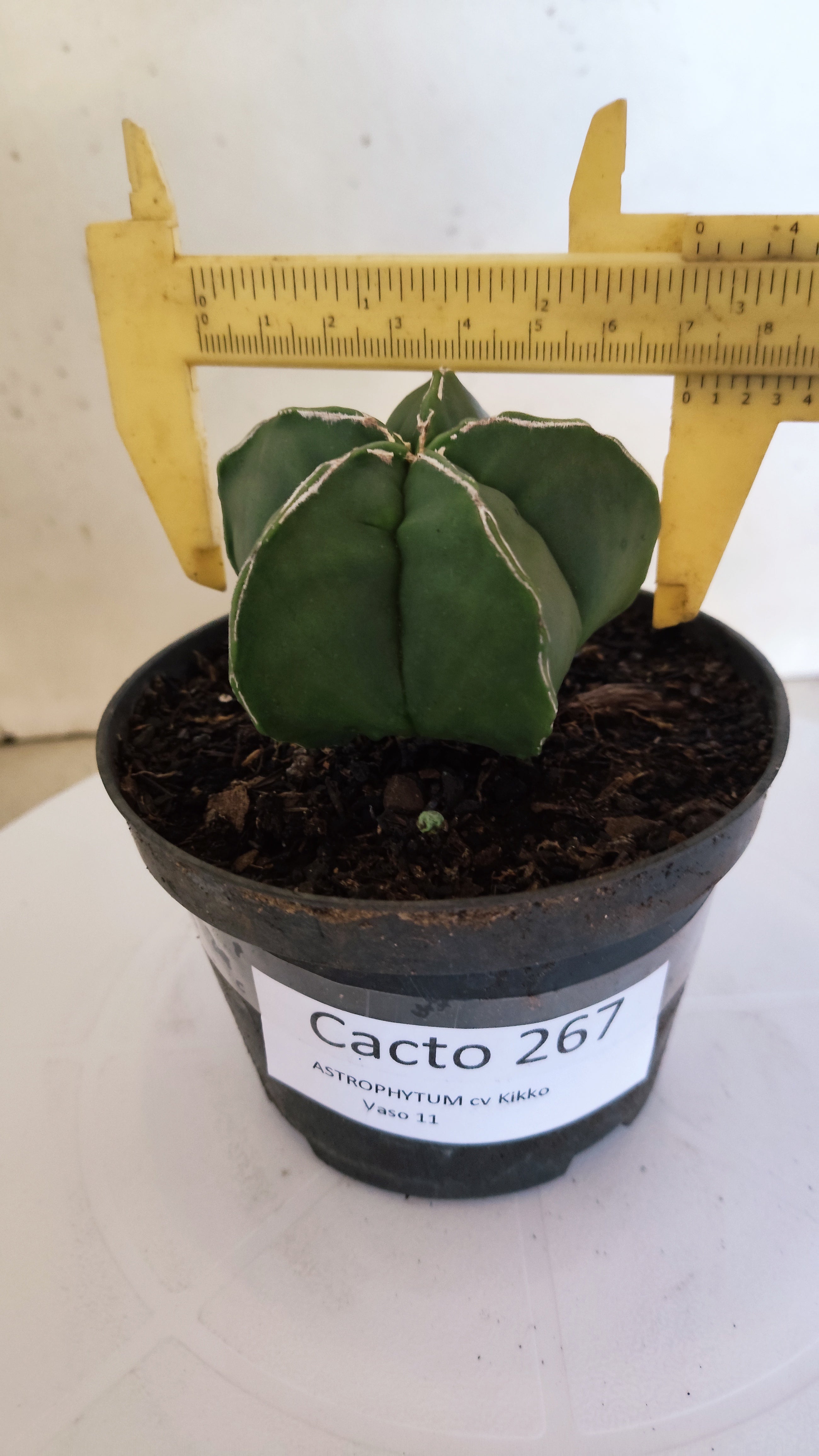 ASTROPHYTUM cv KIKKO  "NUDUM' Nº 267 – vaso 11