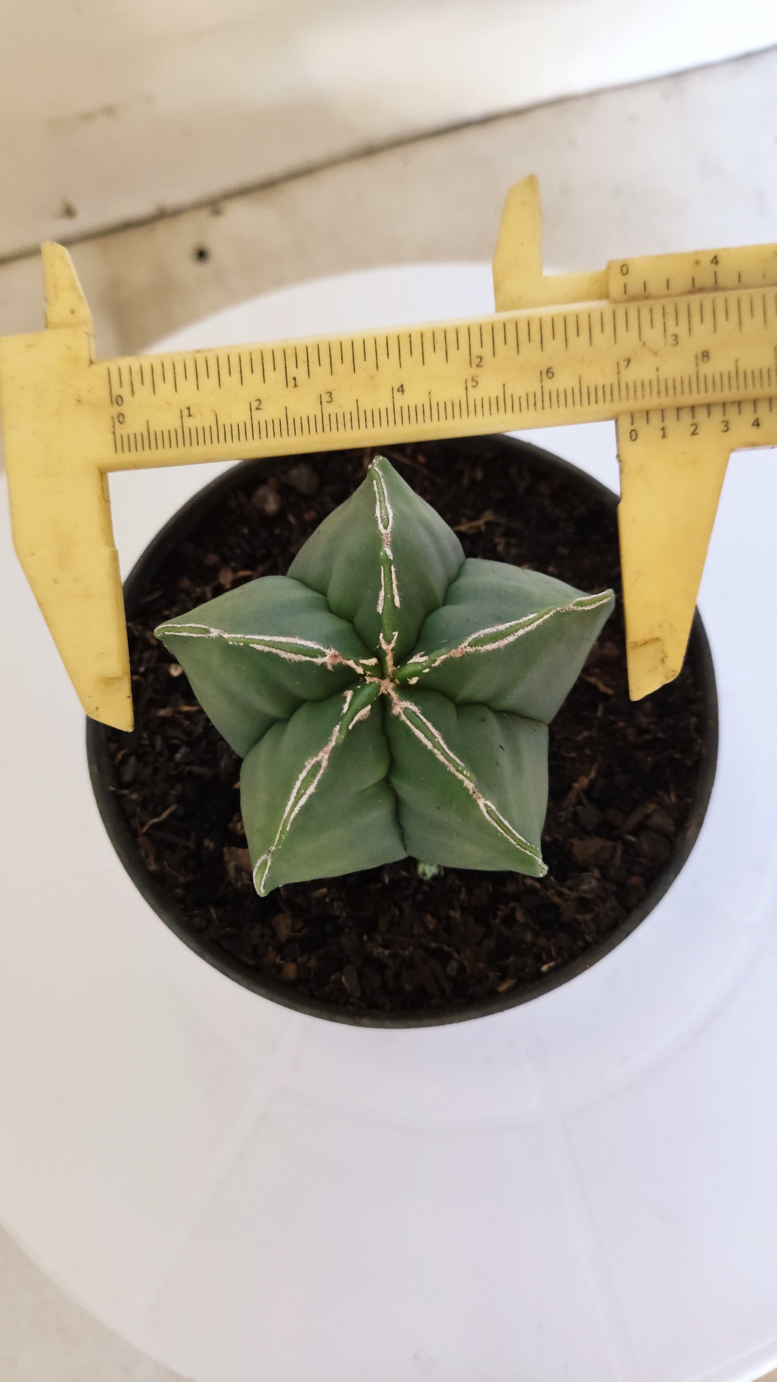 ASTROPHYTUM cv KIKKO  "NUDUM' Nº 267 – vaso 11