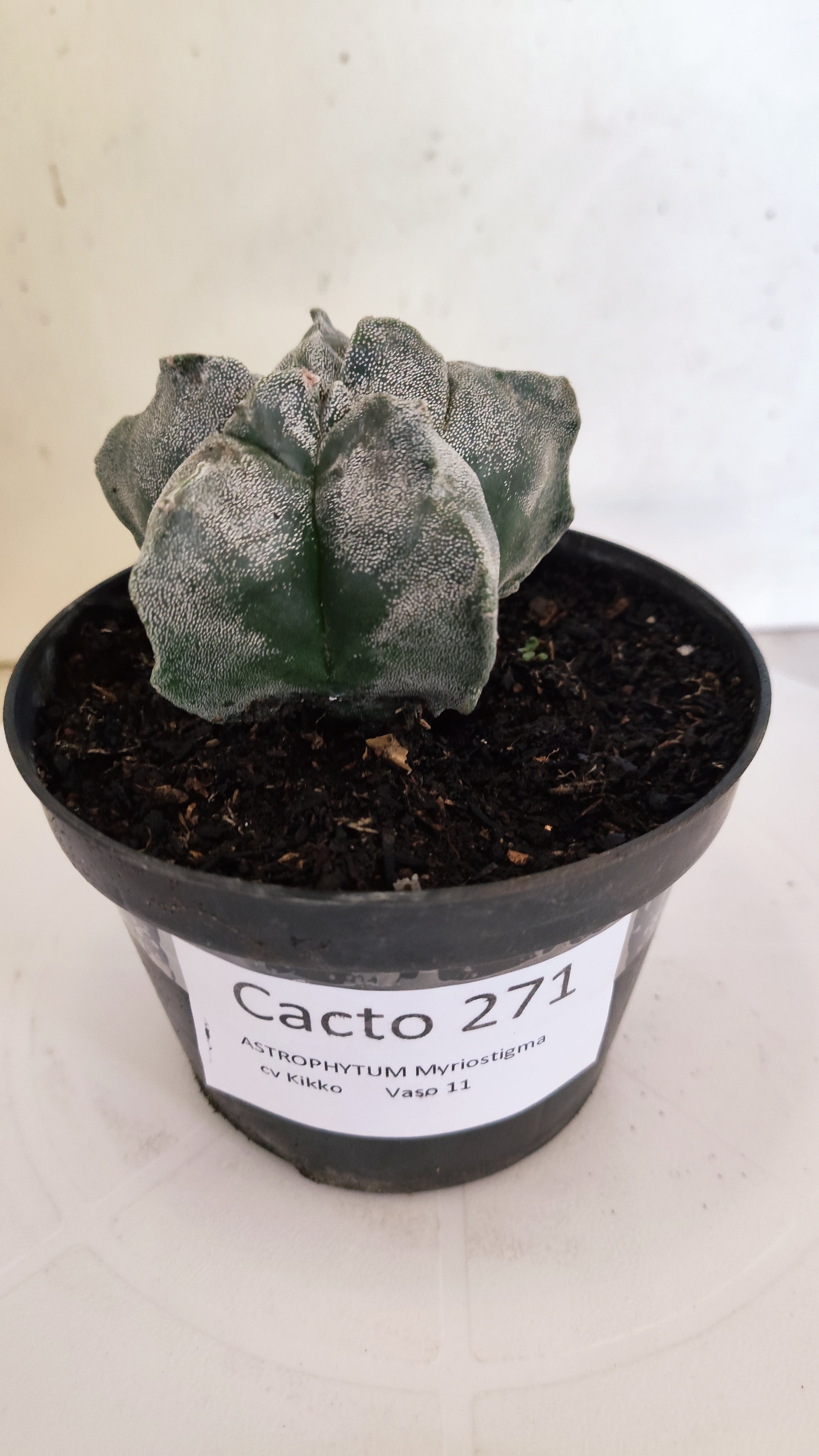 ASTROPHYTUM cv KIKKO  Nº 271 – vaso 11