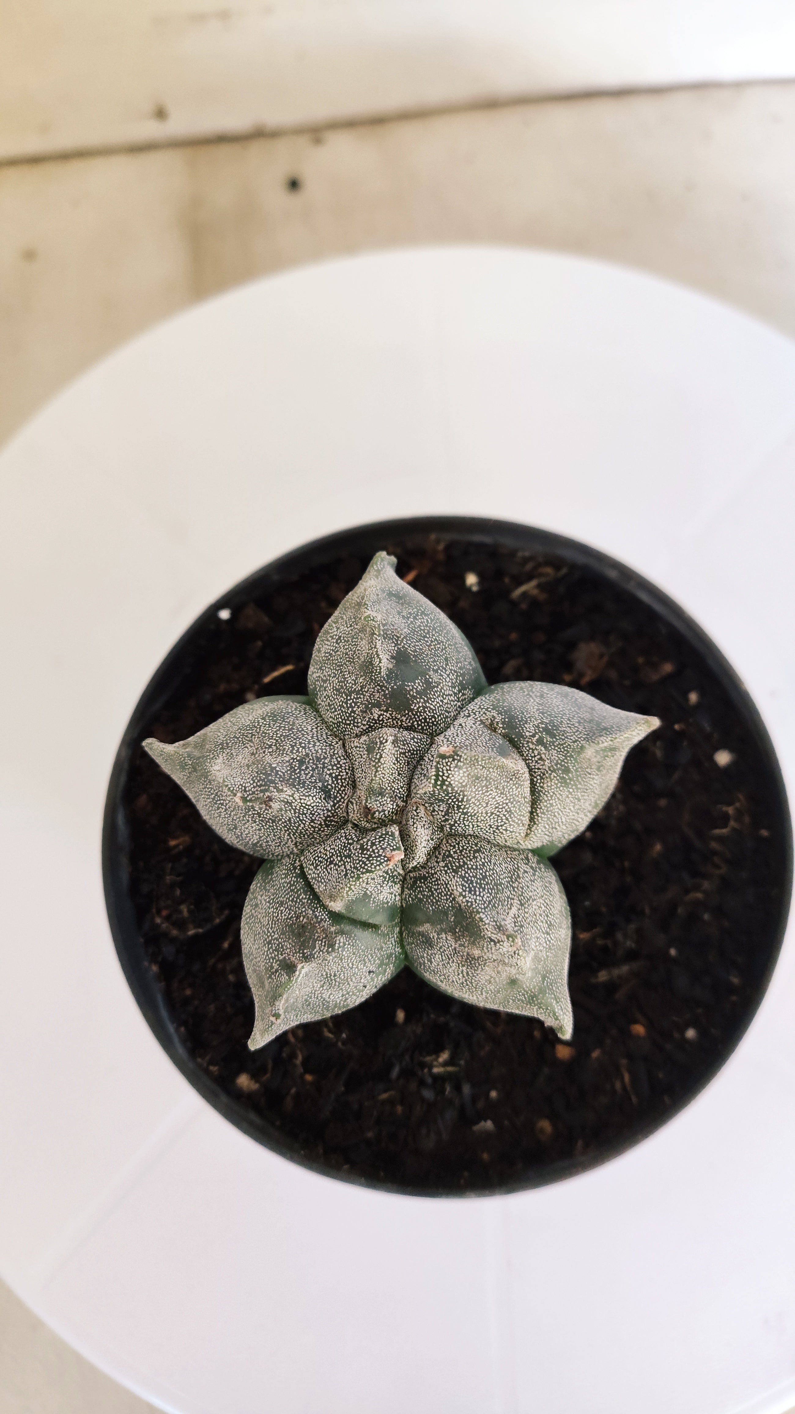 ASTROPHYTUM cv KIKKO  Nº 271 – vaso 11