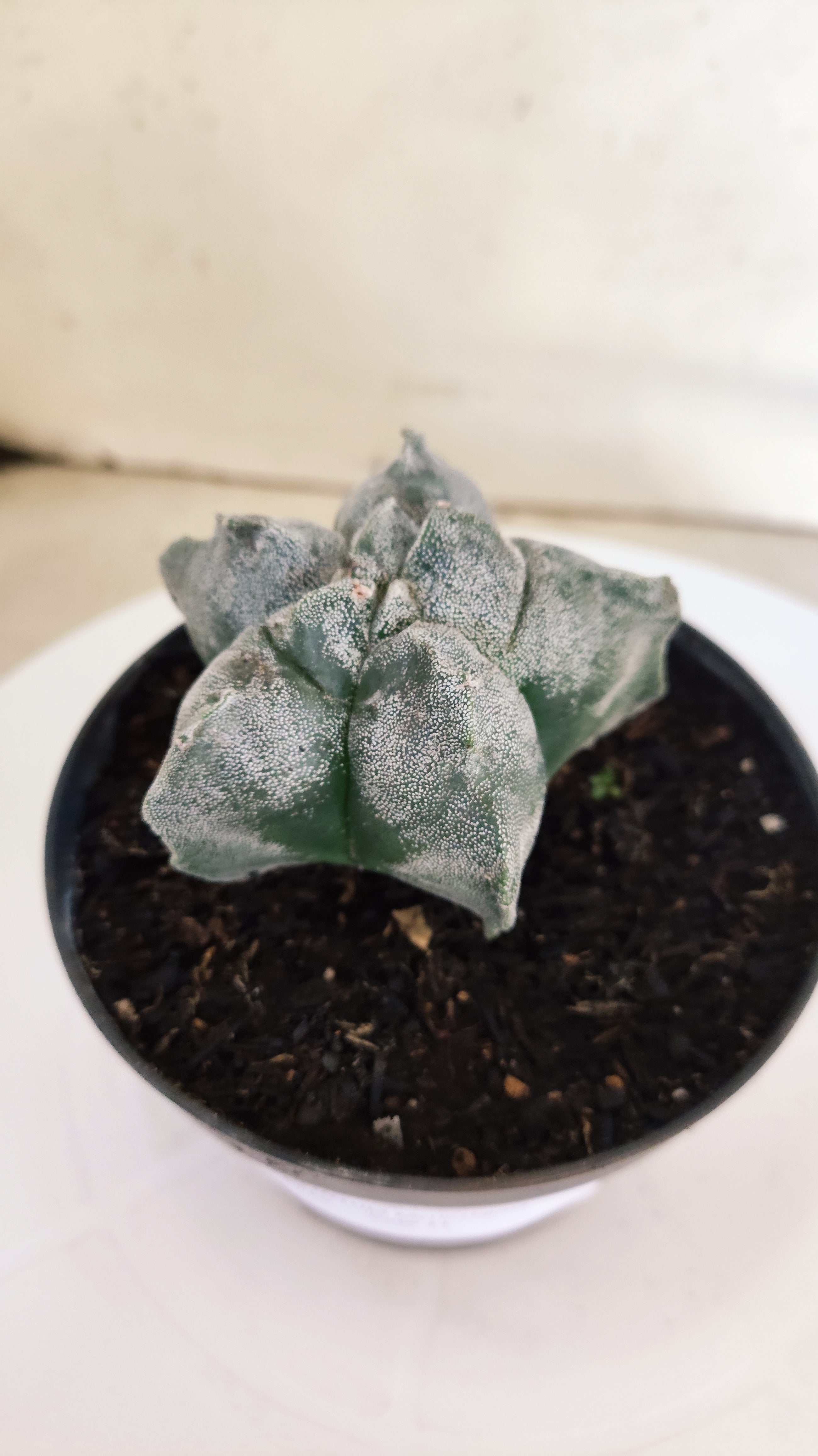 ASTROPHYTUM cv KIKKO  Nº 271 – vaso 11