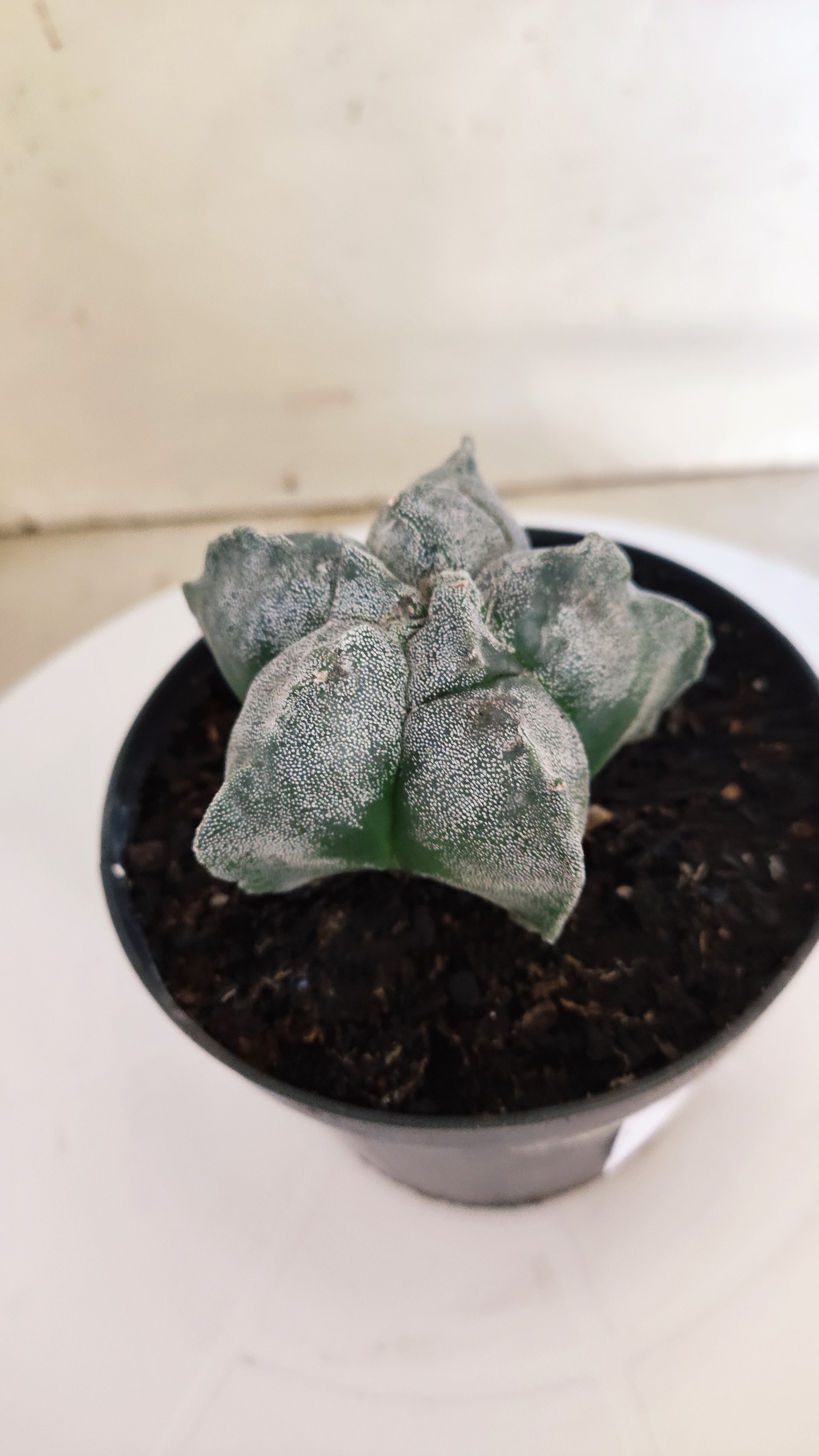 ASTROPHYTUM cv KIKKO  Nº 271 – vaso 11