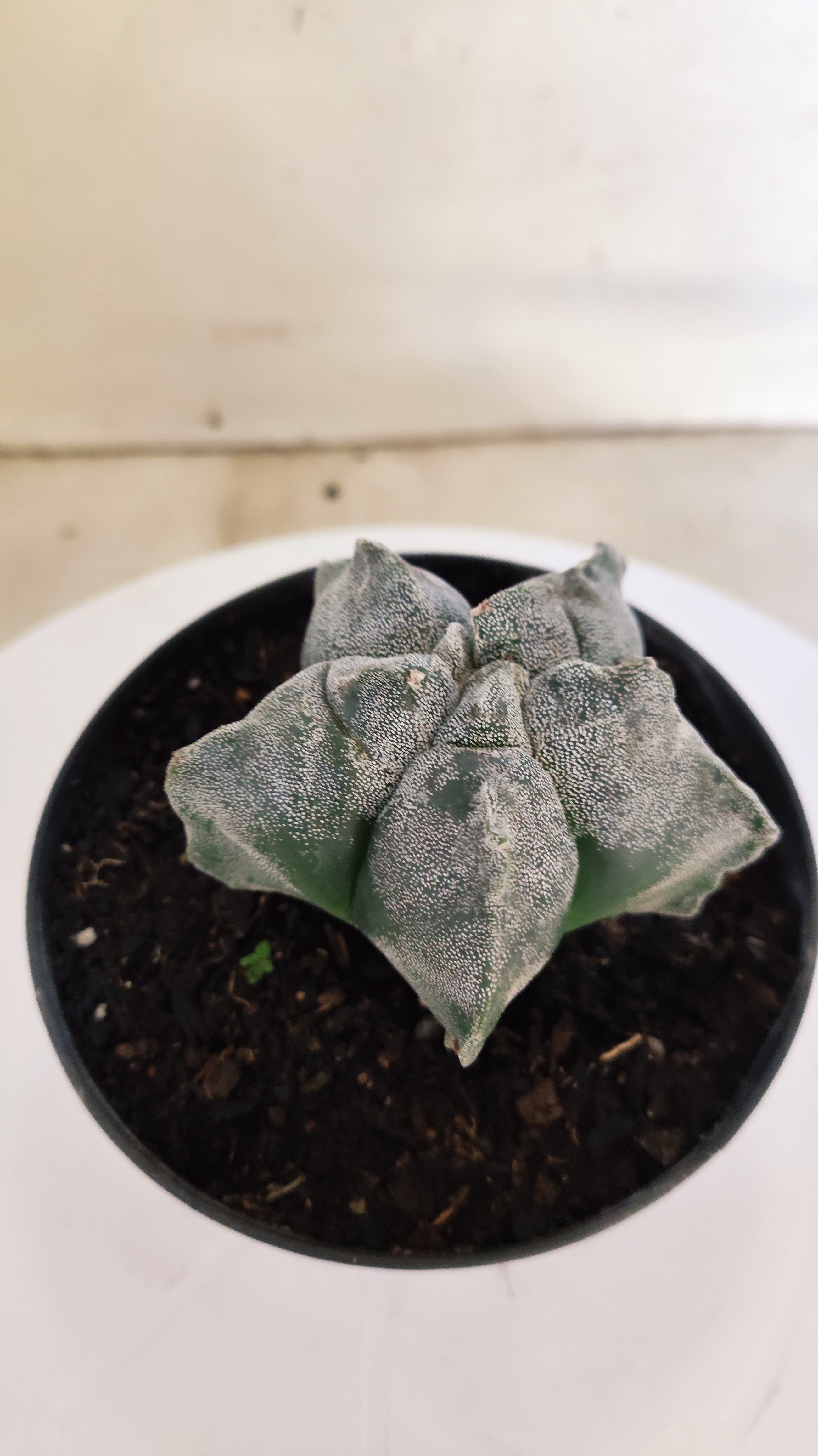 ASTROPHYTUM cv KIKKO  Nº 271 – vaso 11