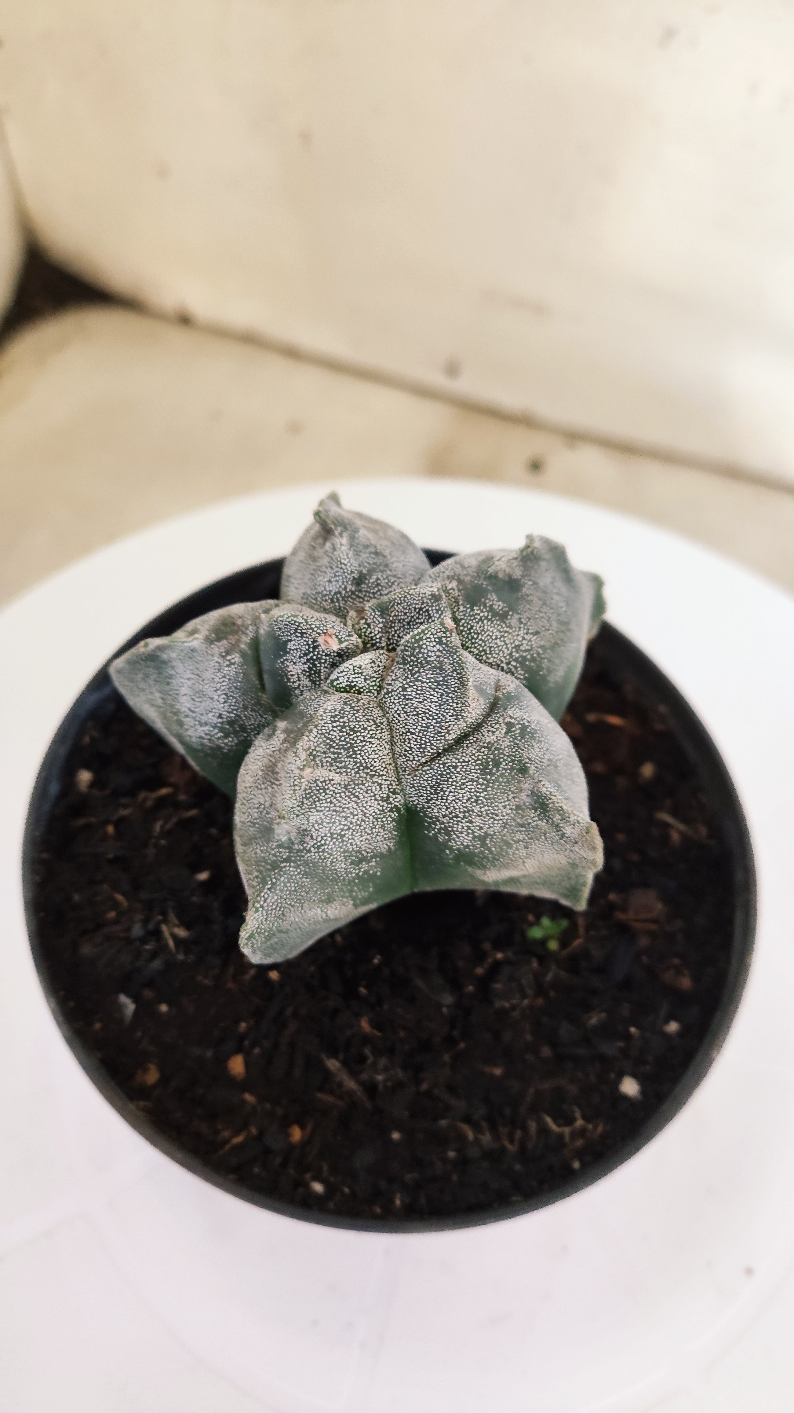 ASTROPHYTUM cv KIKKO  Nº 271 – vaso 11