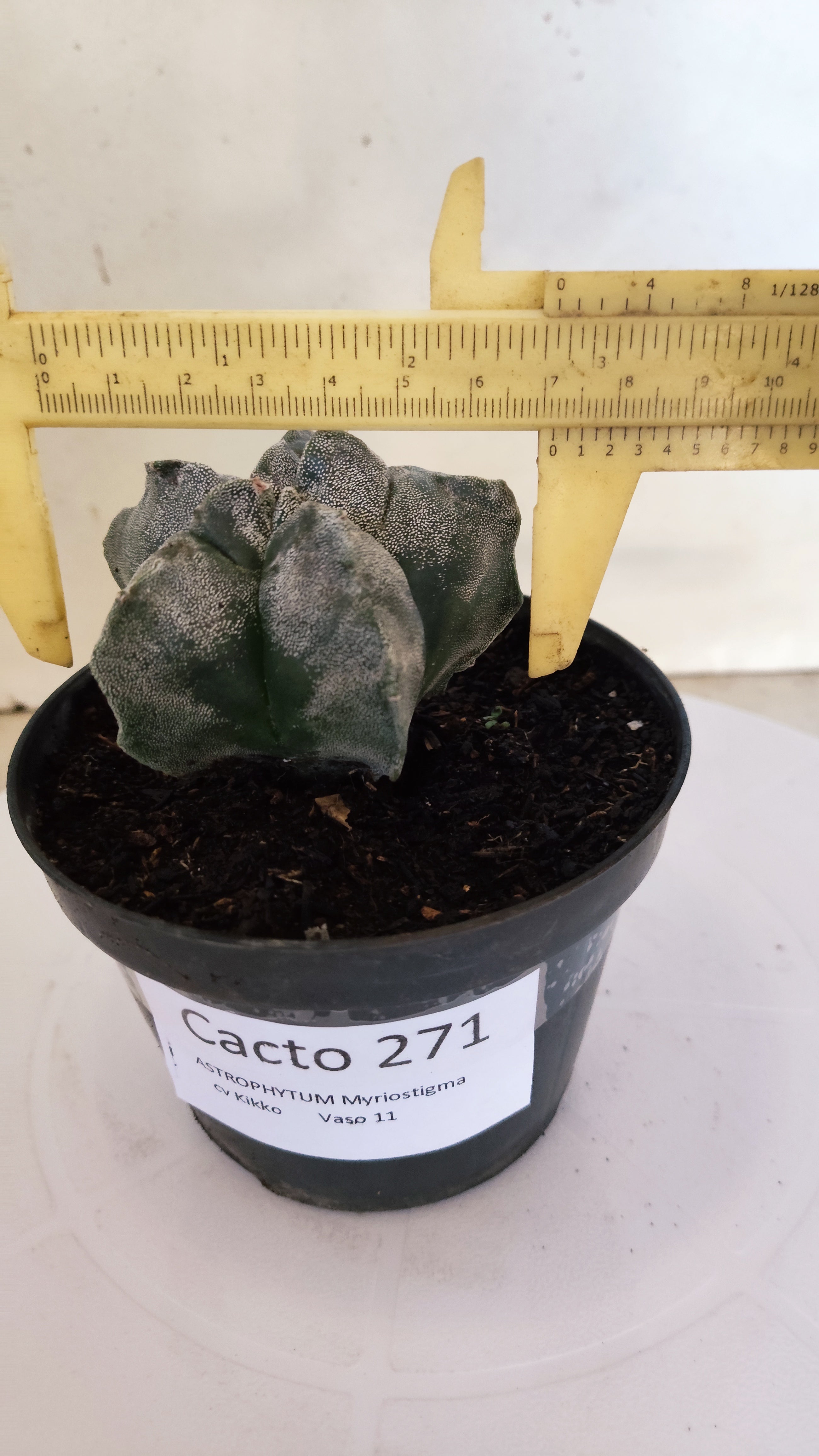 ASTROPHYTUM cv KIKKO  Nº 271 – vaso 11