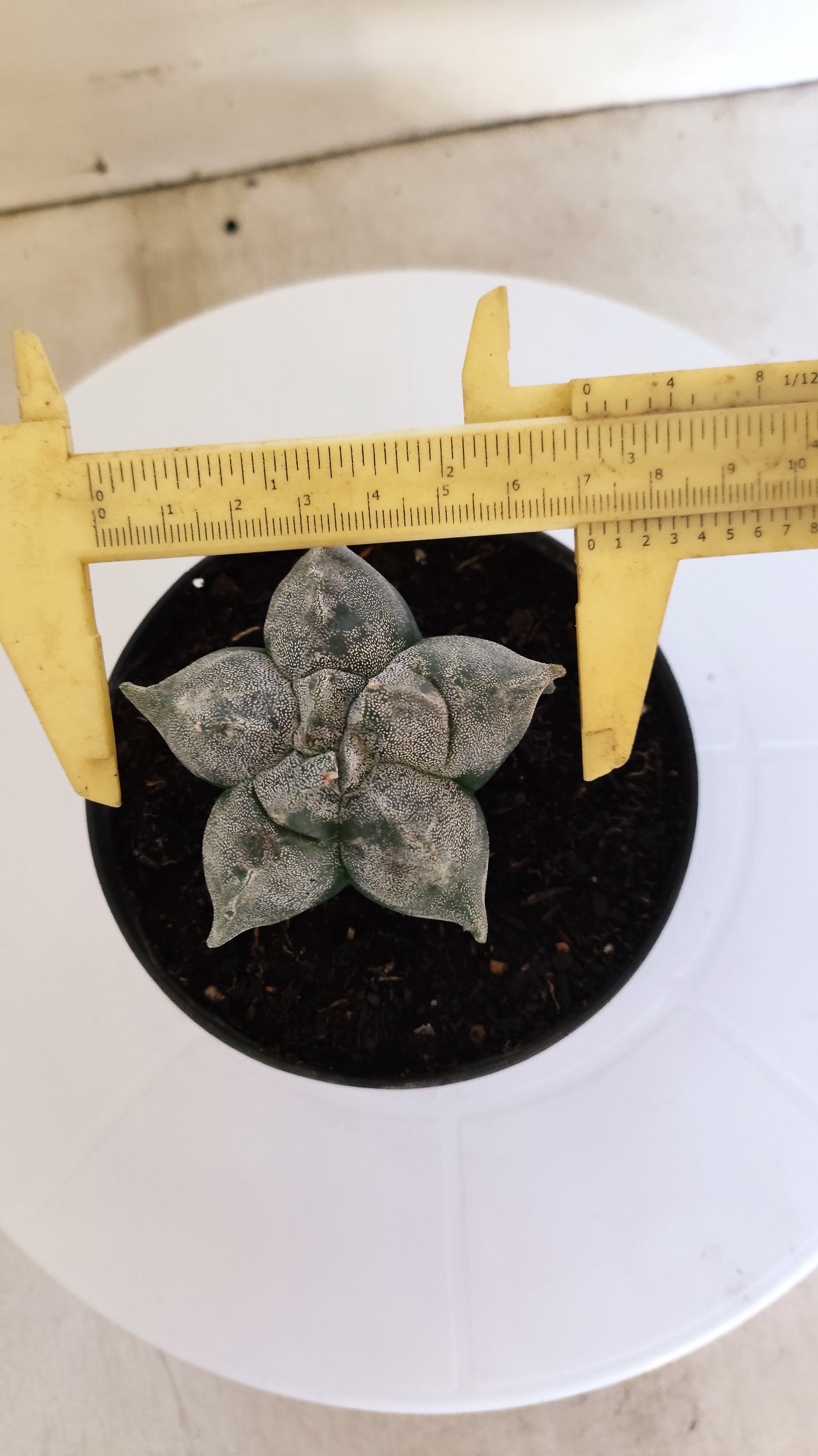 ASTROPHYTUM cv KIKKO  Nº 271 – vaso 11