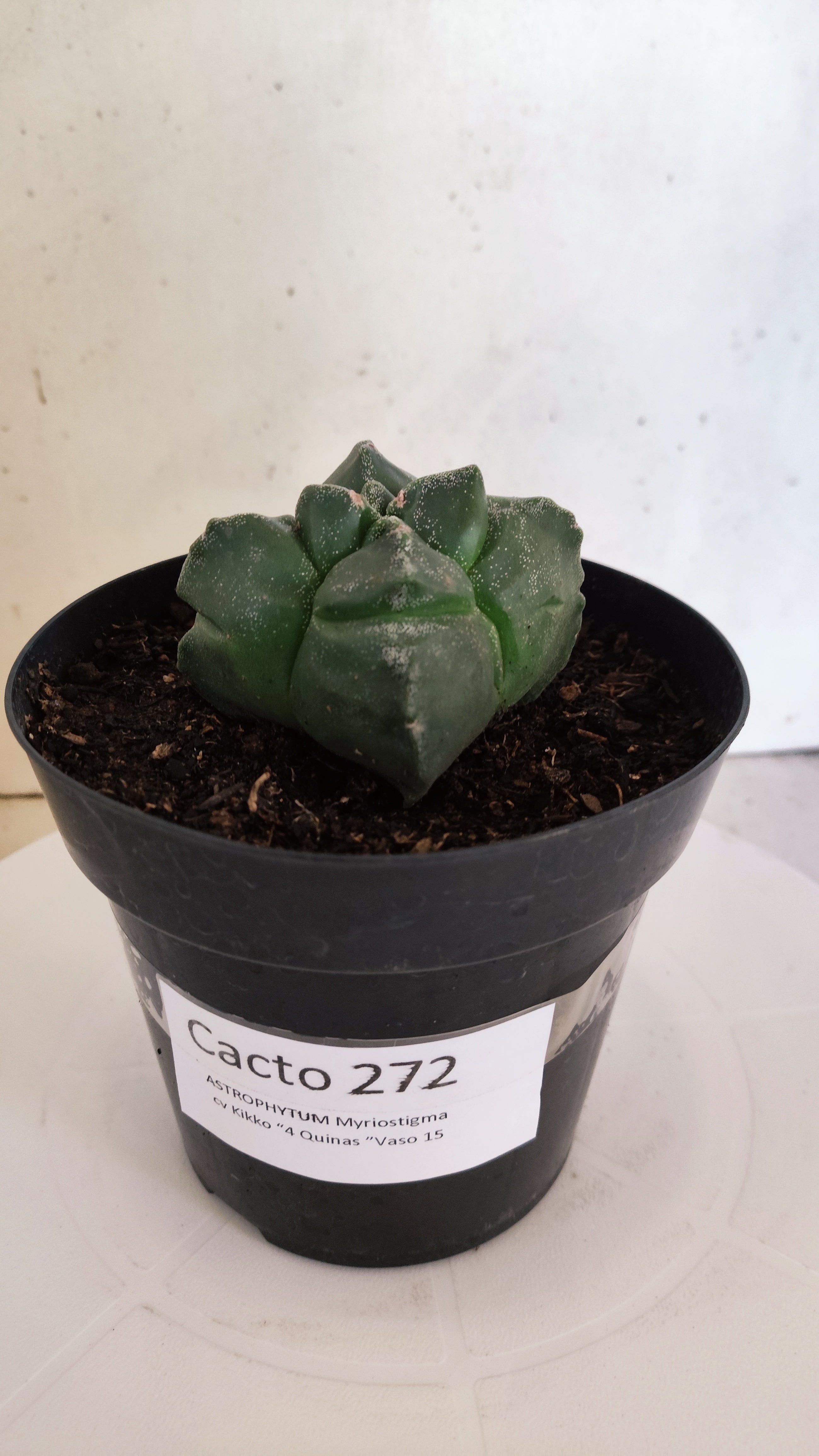 ASTROPHYTUM cv KIKKO "4Quinas"  Nº 272 – vaso 15