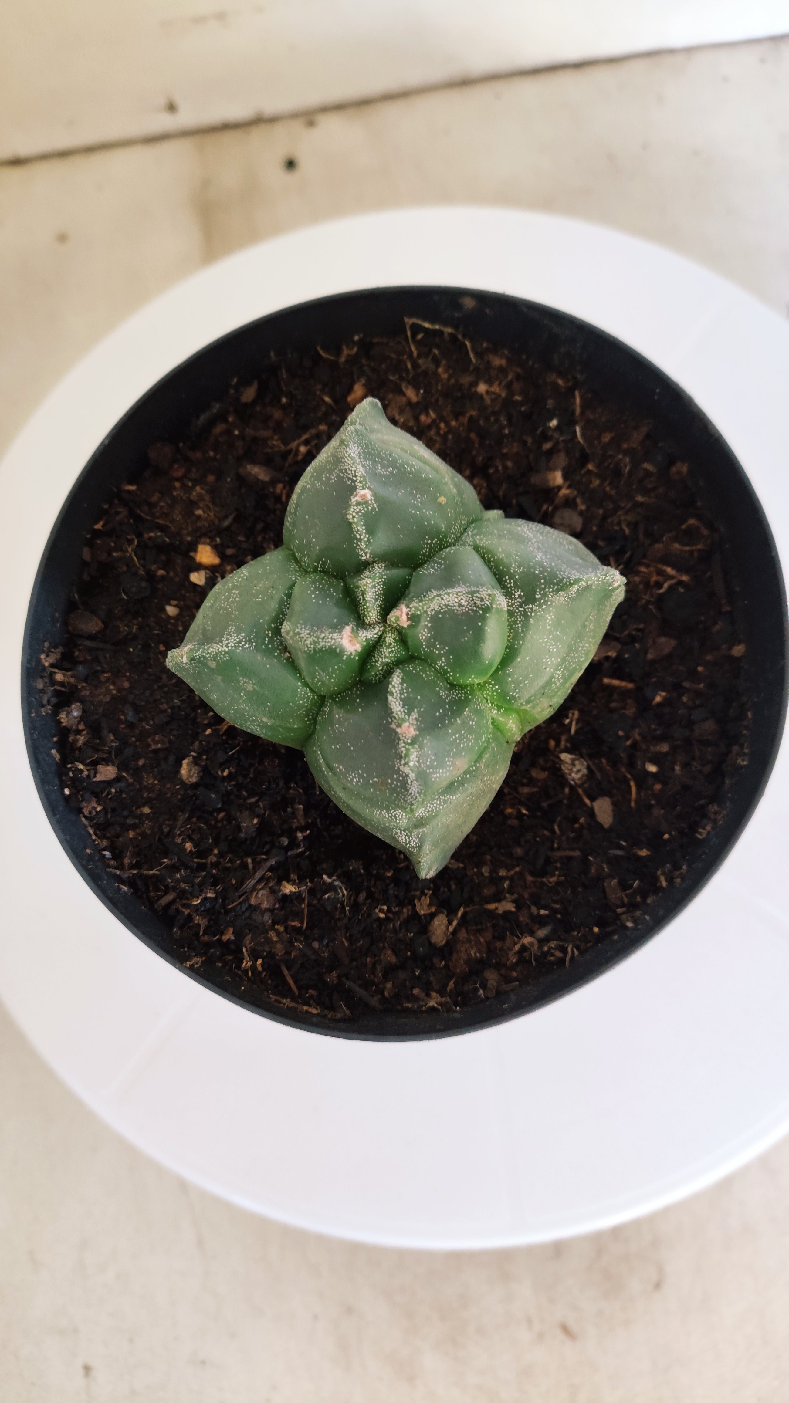 ASTROPHYTUM cv KIKKO "4Quinas"  Nº 272 – vaso 15