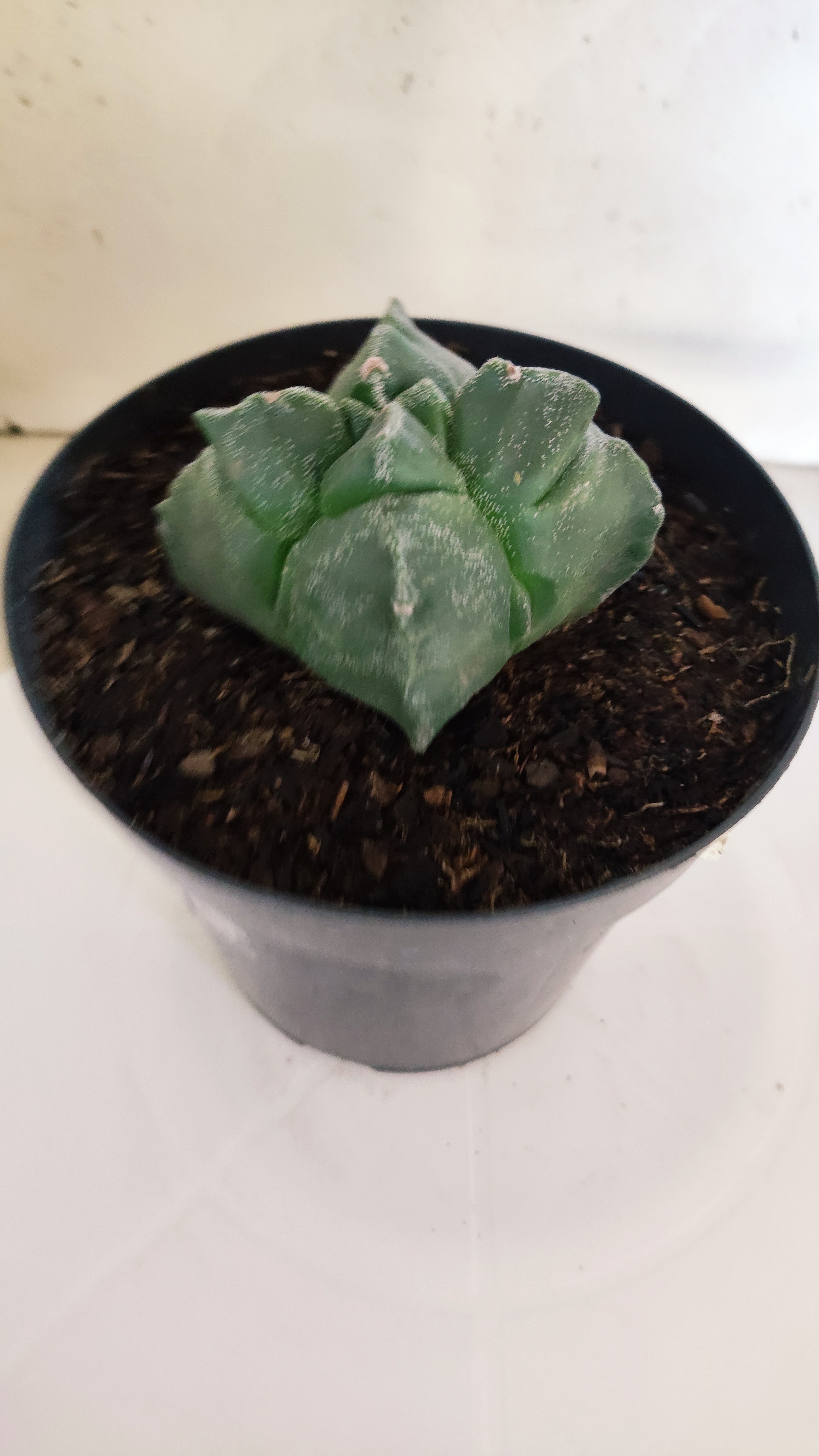 ASTROPHYTUM cv KIKKO "4Quinas"  Nº 272 – vaso 15