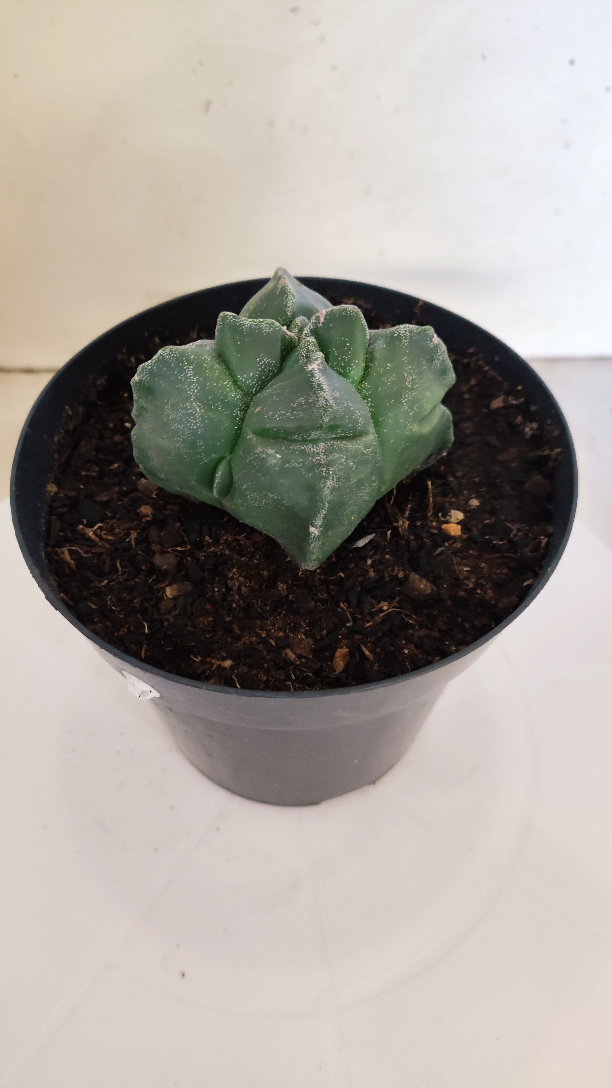 ASTROPHYTUM cv KIKKO "4Quinas"  Nº 272 – vaso 15