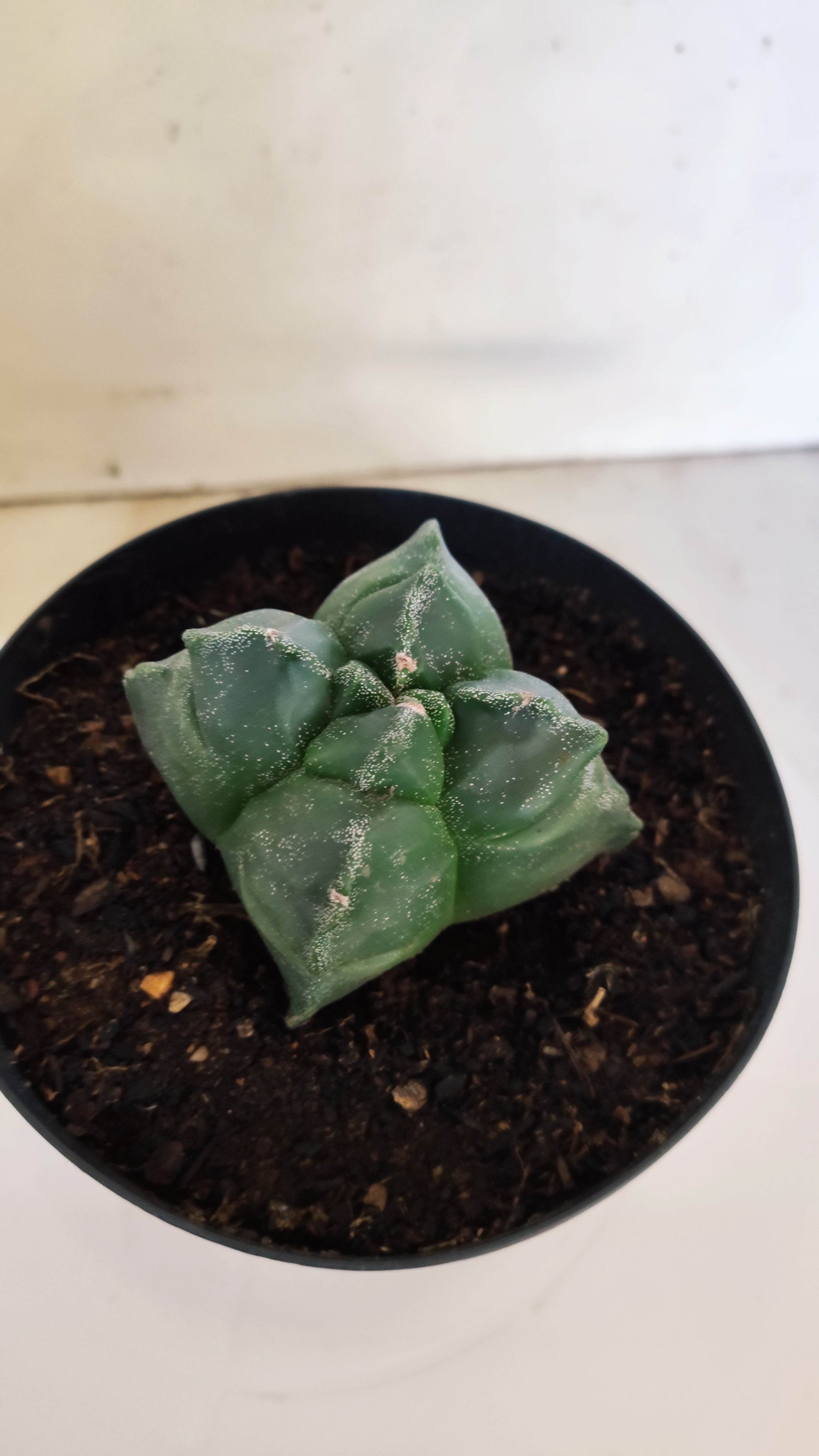 ASTROPHYTUM cv KIKKO "4Quinas"  Nº 272 – vaso 15
