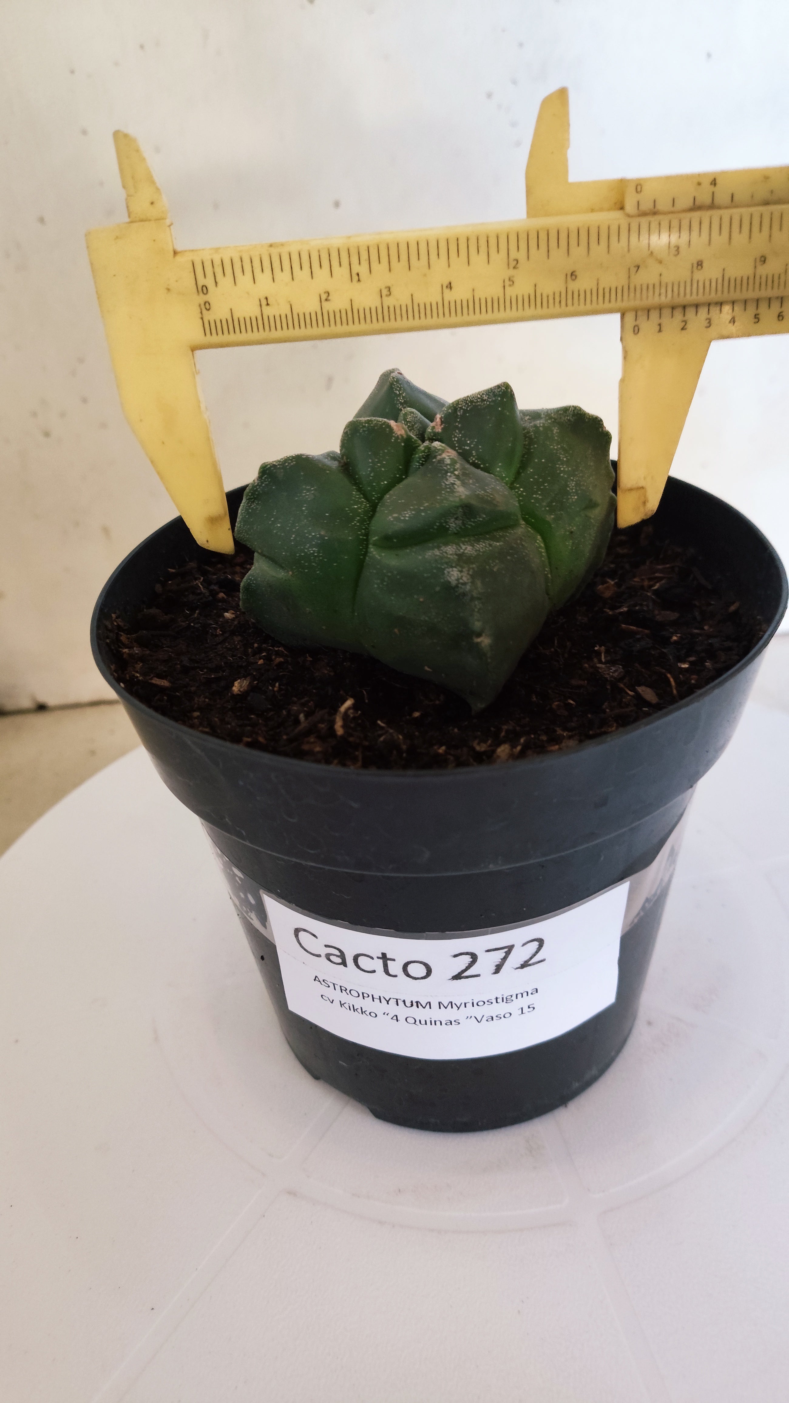ASTROPHYTUM cv KIKKO "4Quinas"  Nº 272 – vaso 15