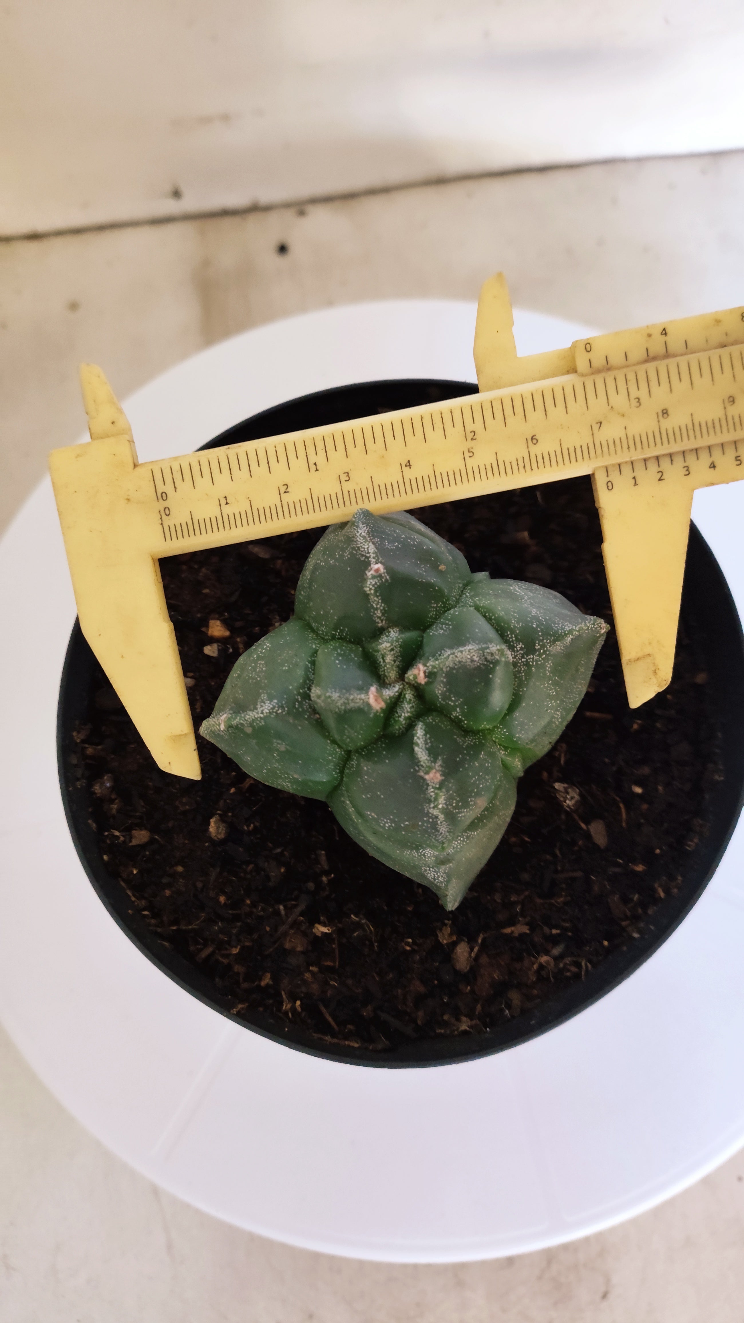 ASTROPHYTUM cv KIKKO "4Quinas"  Nº 272 – vaso 15