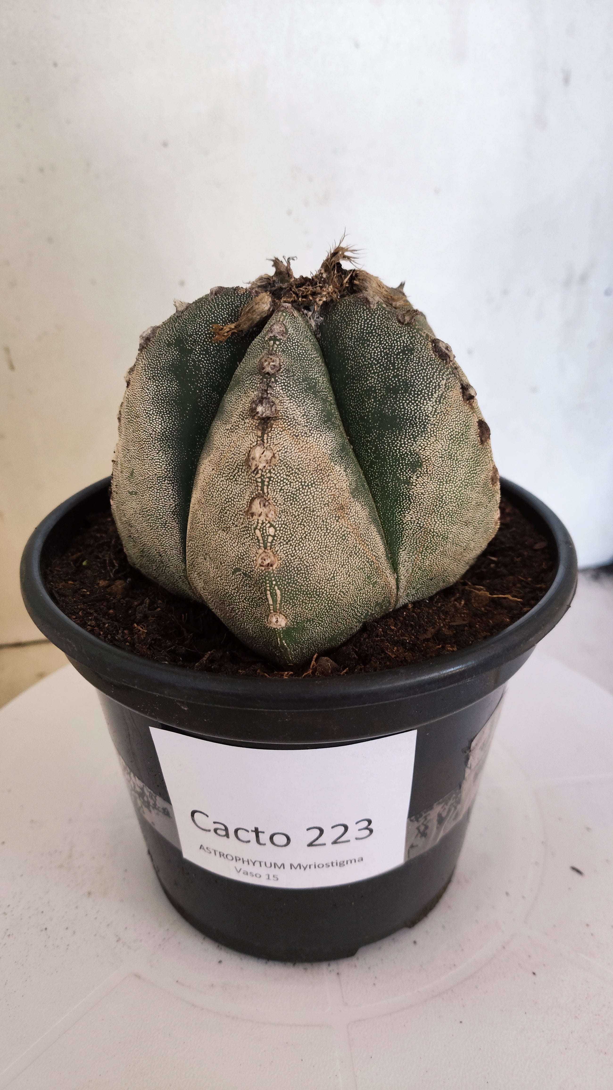 ASTROPHYTUM MYRIOSTIGMA Nº 223 – vaso 15