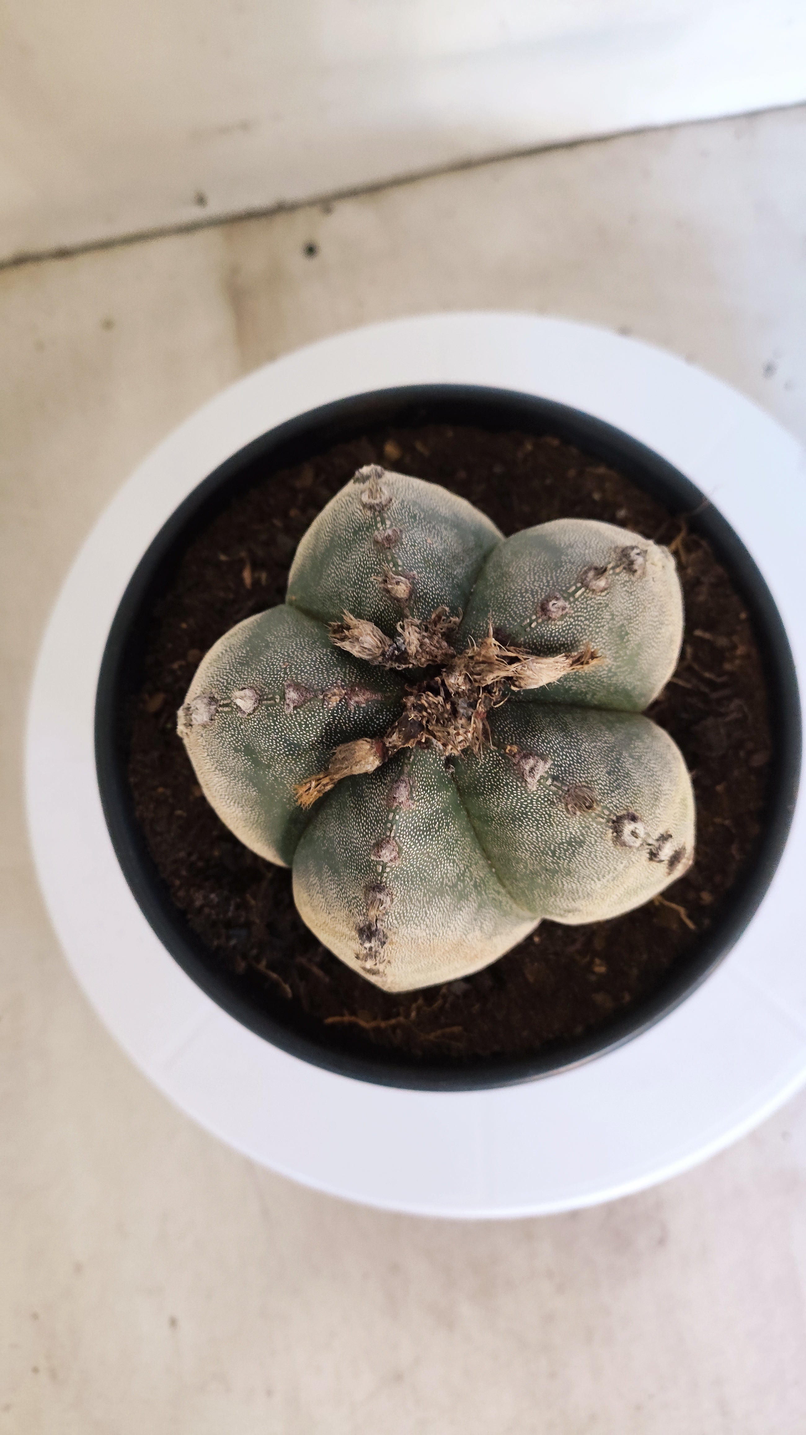 ASTROPHYTUM MYRIOSTIGMA Nº 223 – vaso 15