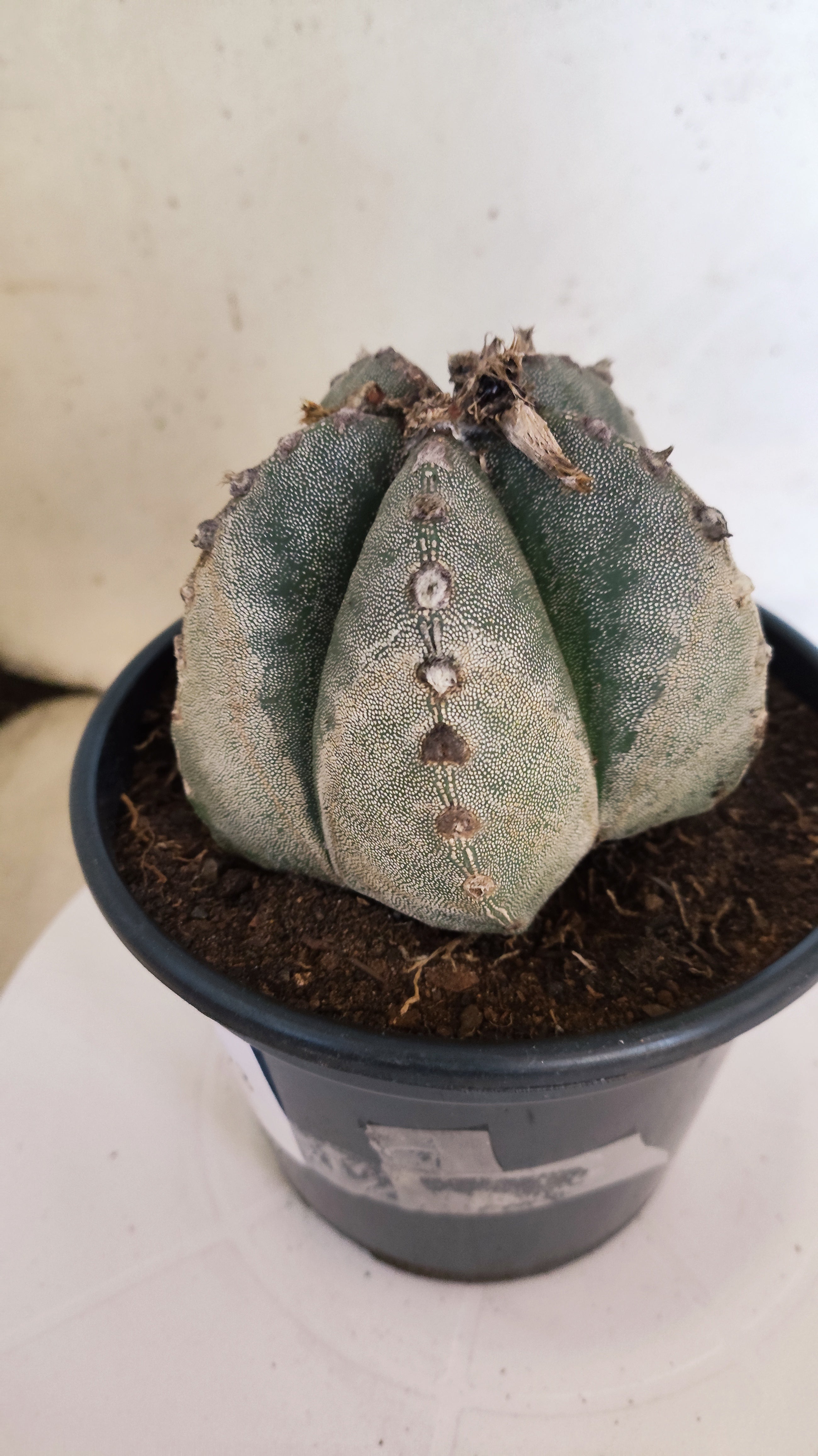 ASTROPHYTUM MYRIOSTIGMA Nº 223 – vaso 15
