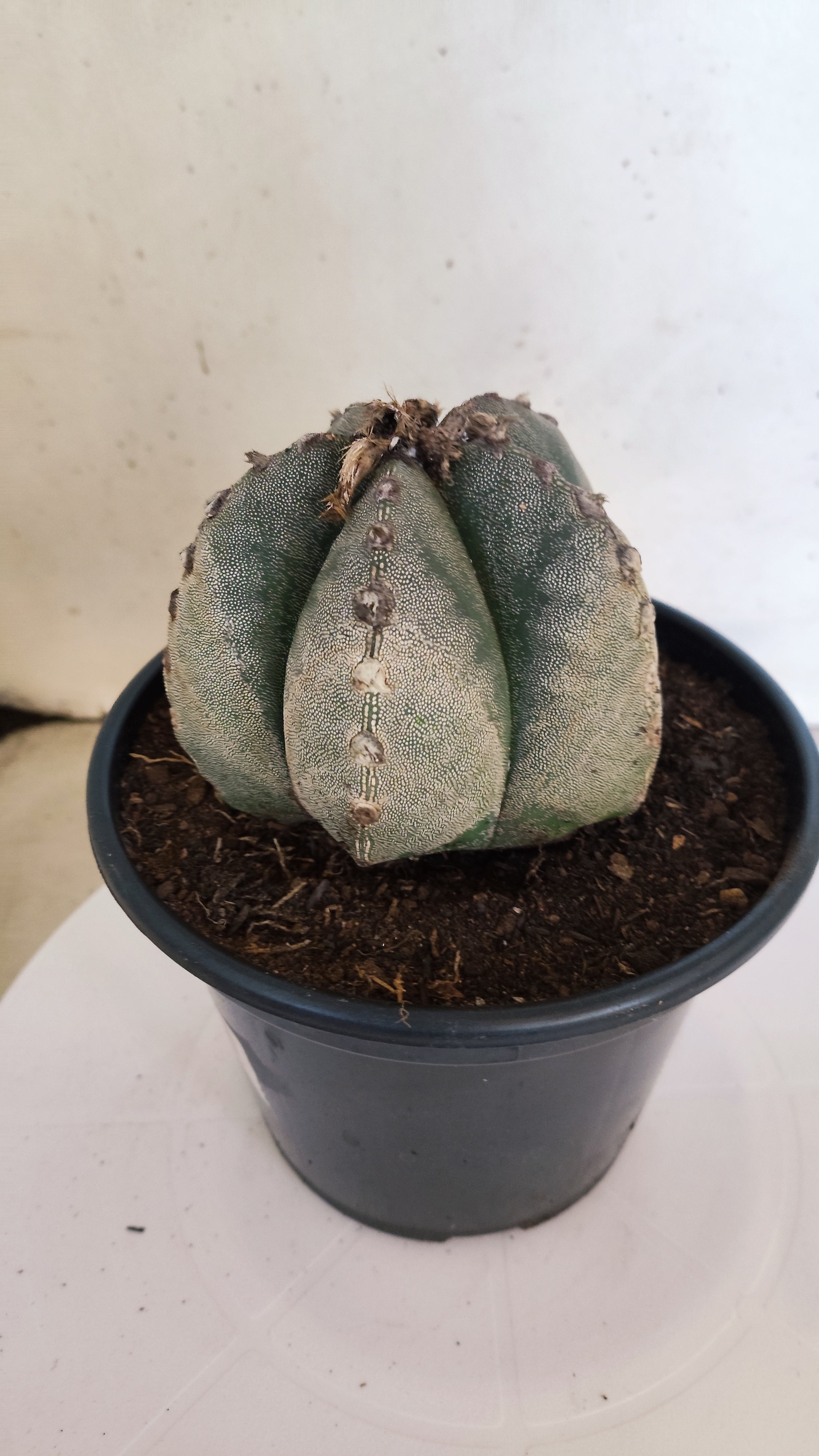 ASTROPHYTUM MYRIOSTIGMA Nº 223 – vaso 15