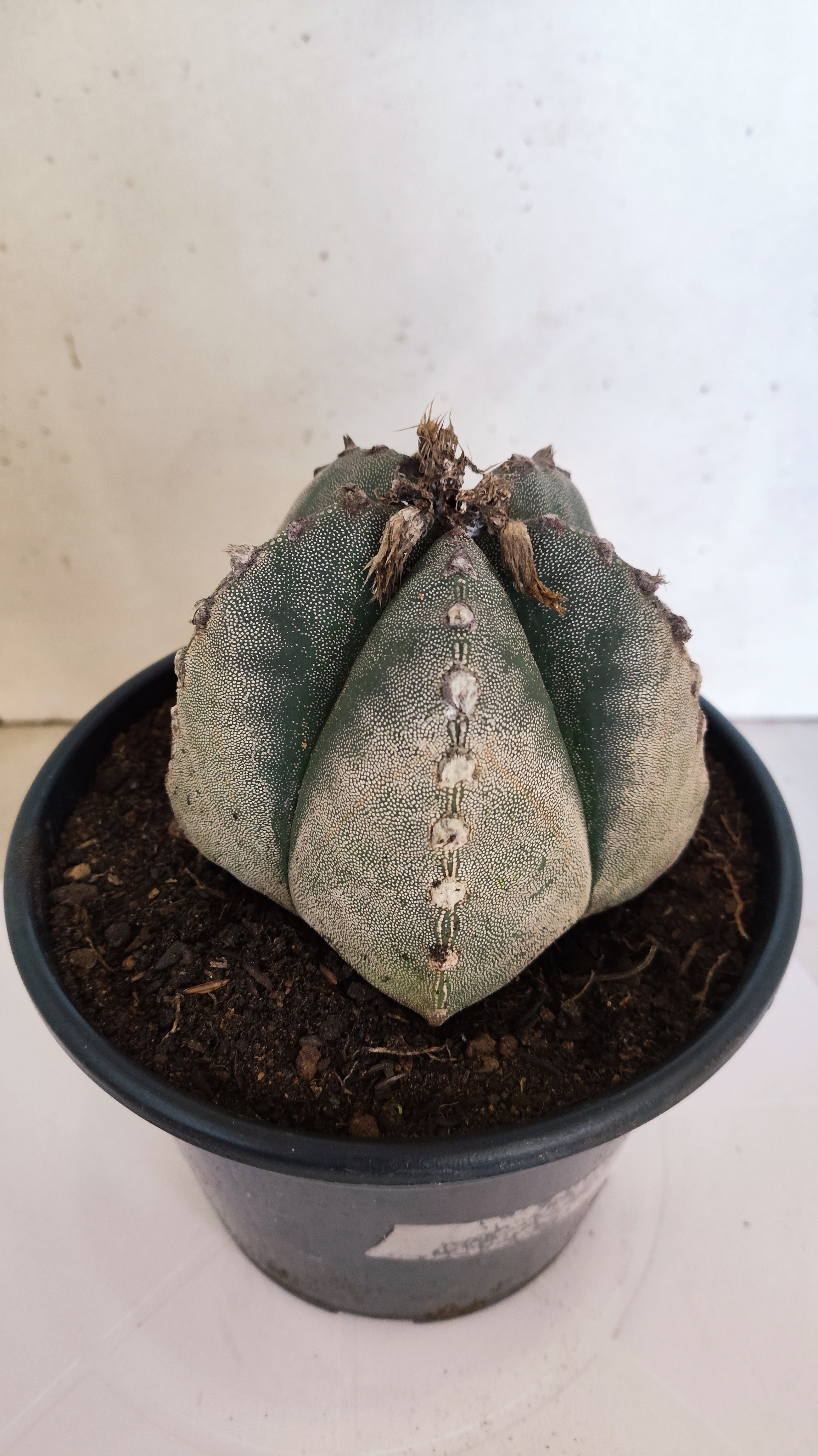 ASTROPHYTUM MYRIOSTIGMA Nº 223 – vaso 15
