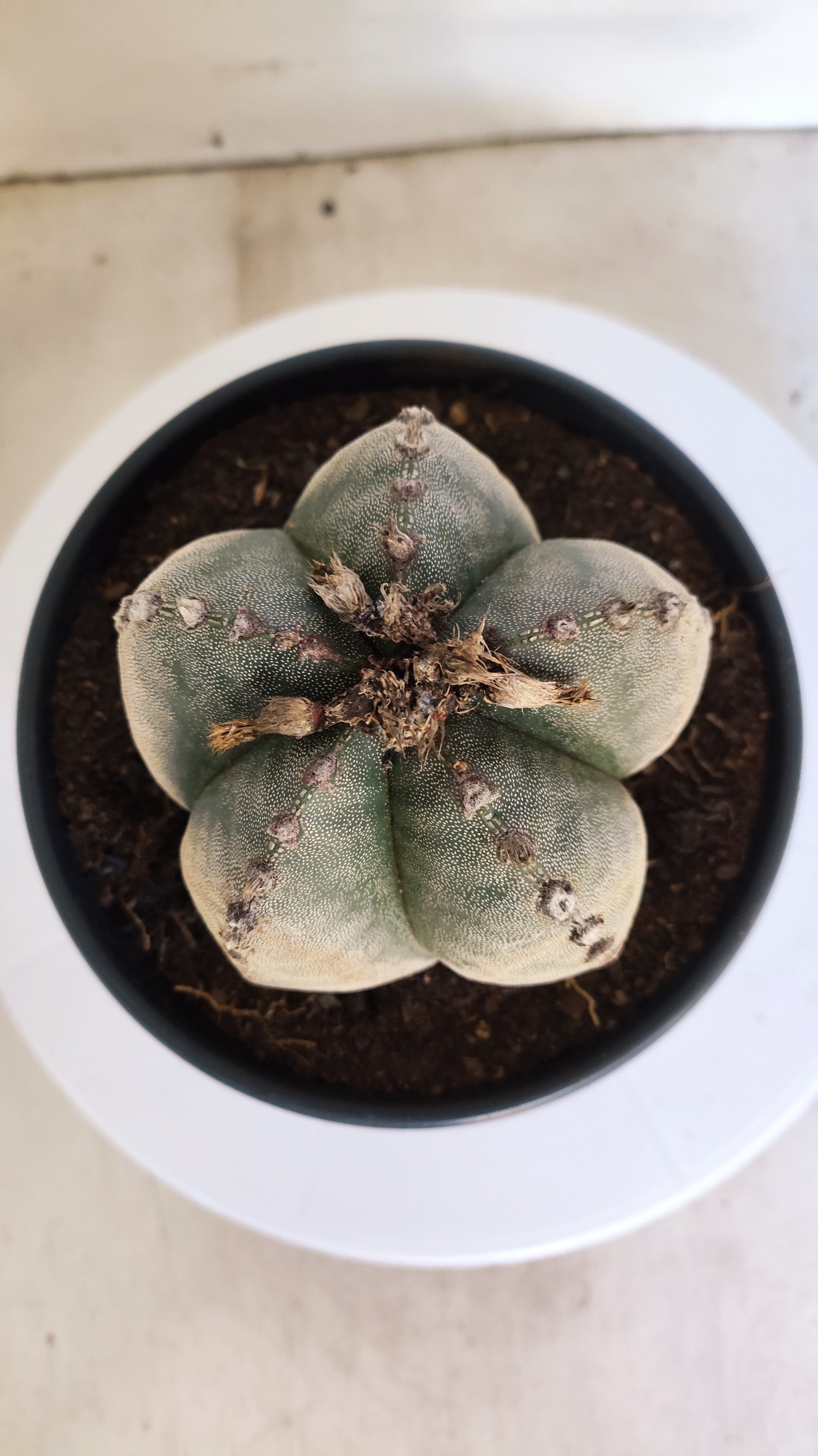 ASTROPHYTUM MYRIOSTIGMA Nº 223 – vaso 15
