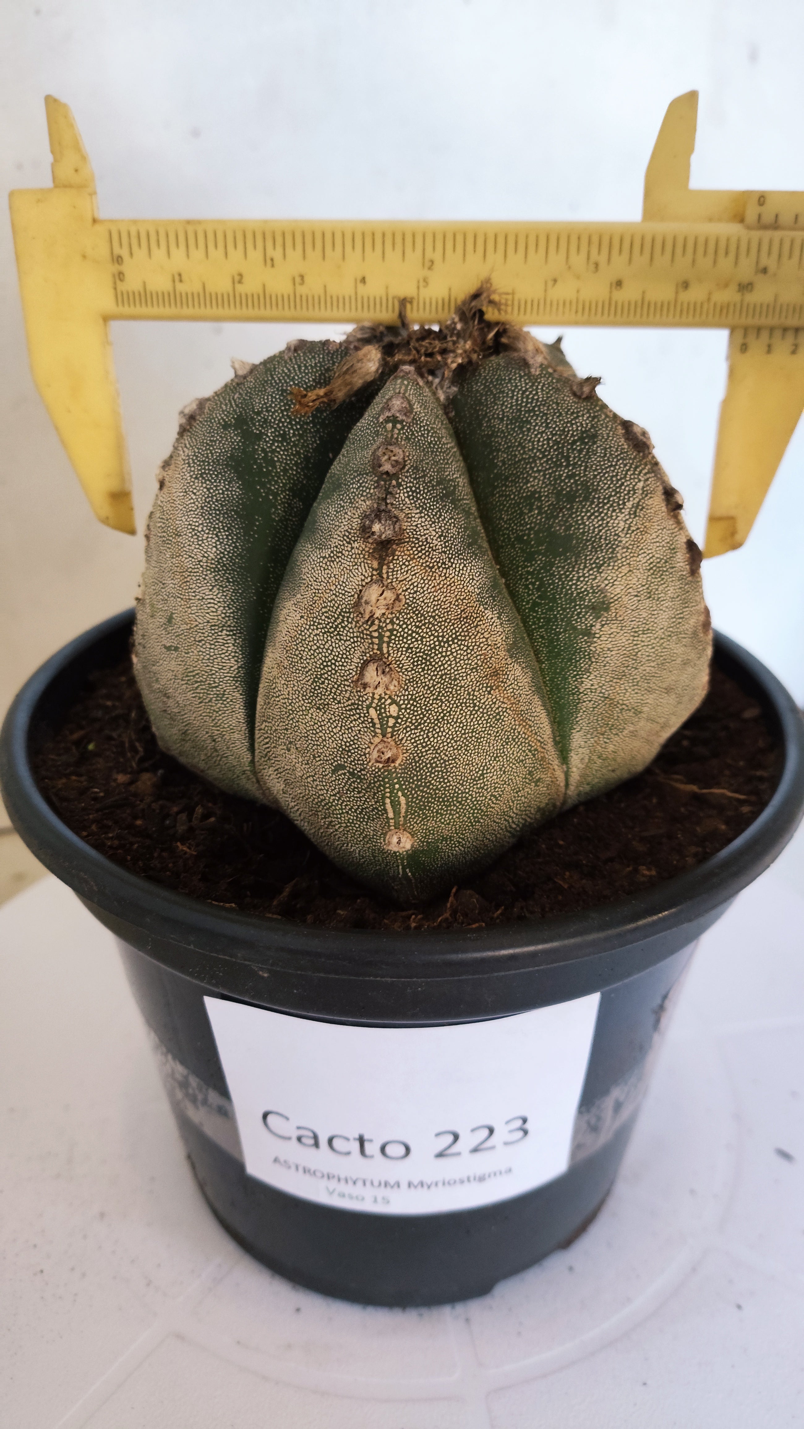 ASTROPHYTUM MYRIOSTIGMA Nº 223 – vaso 15