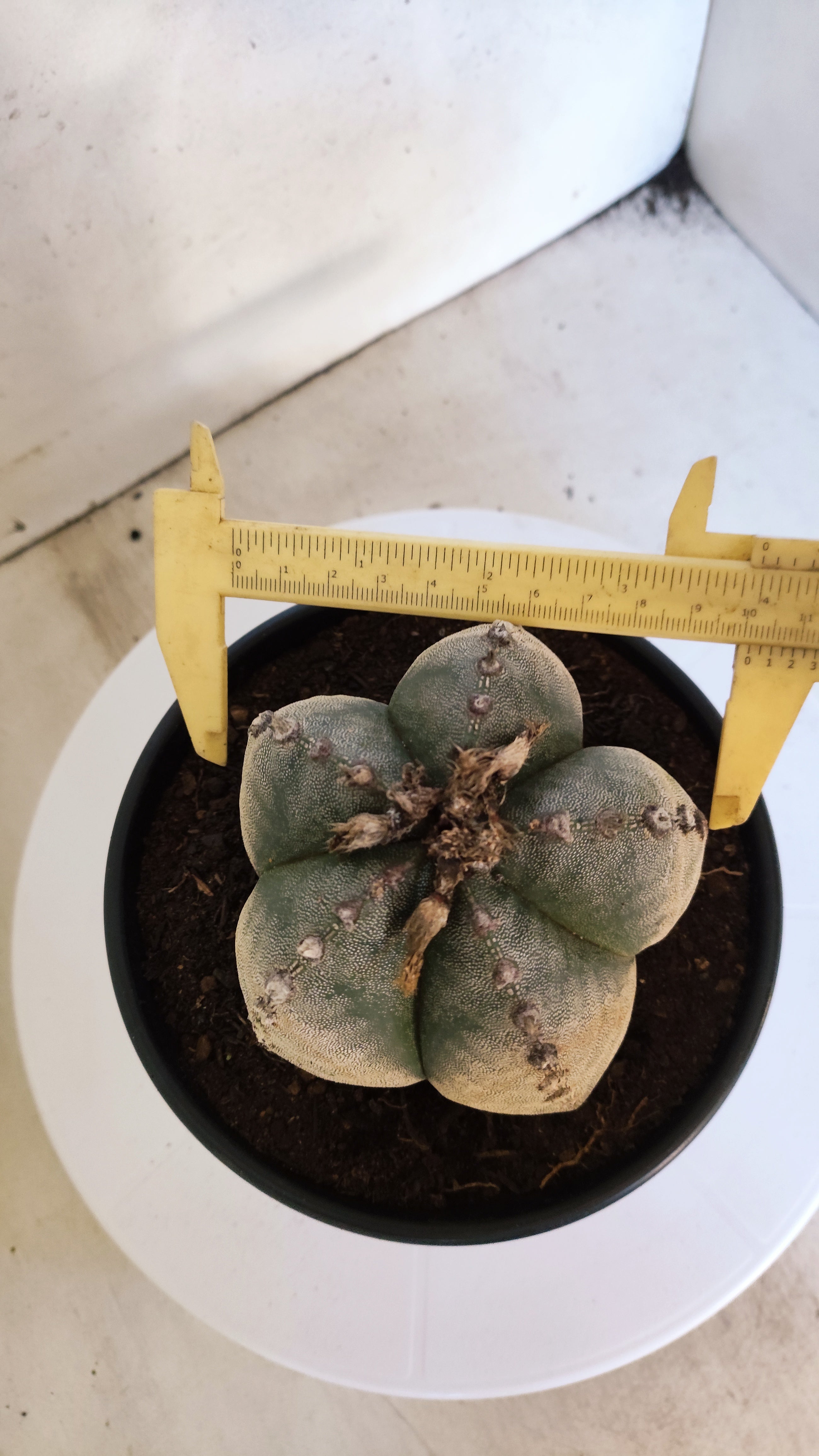 ASTROPHYTUM MYRIOSTIGMA Nº 223 – vaso 15