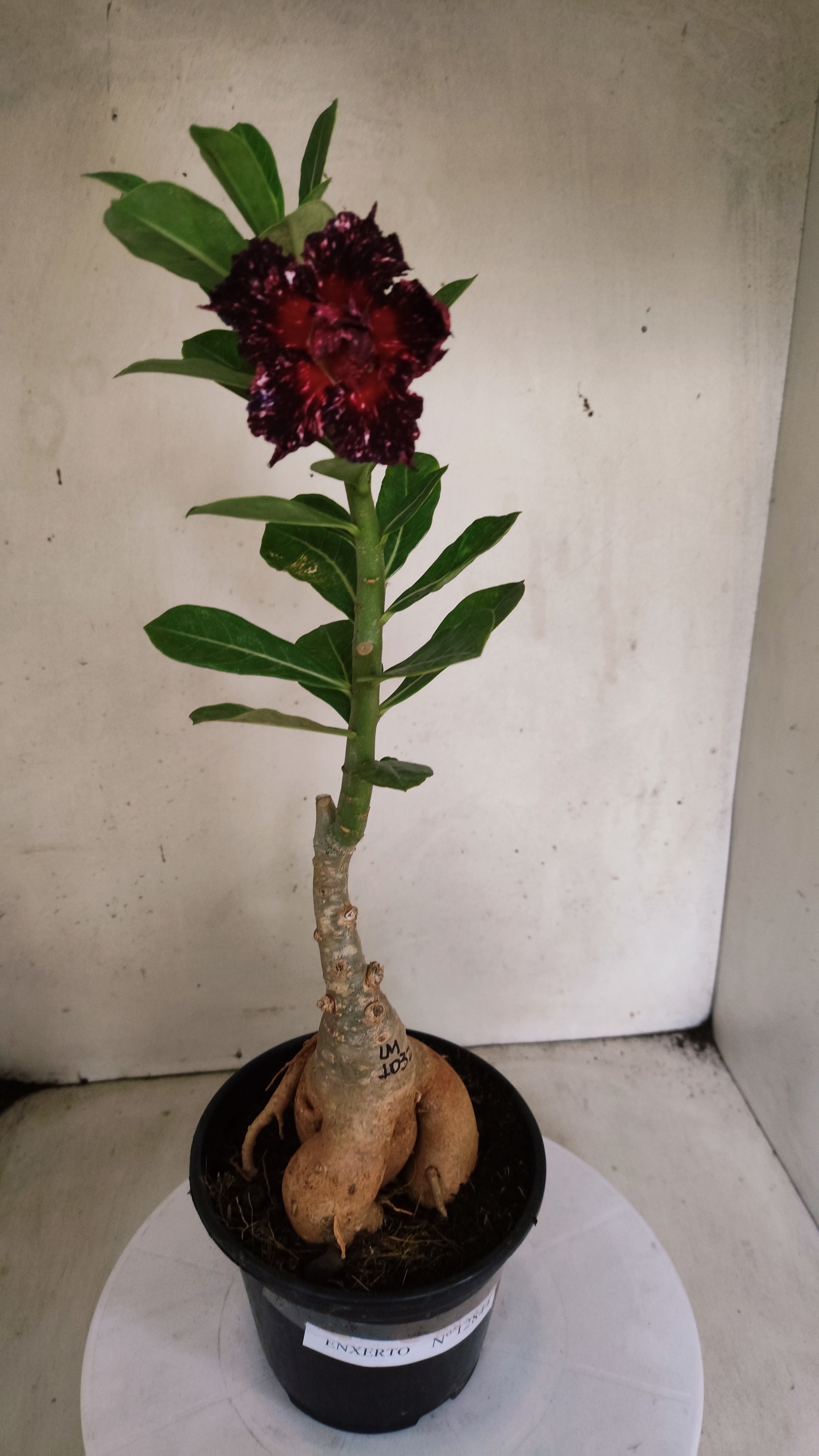 ENXERTO 12844 – 30cm (cor LM 1032) Id: Céu Estrelado