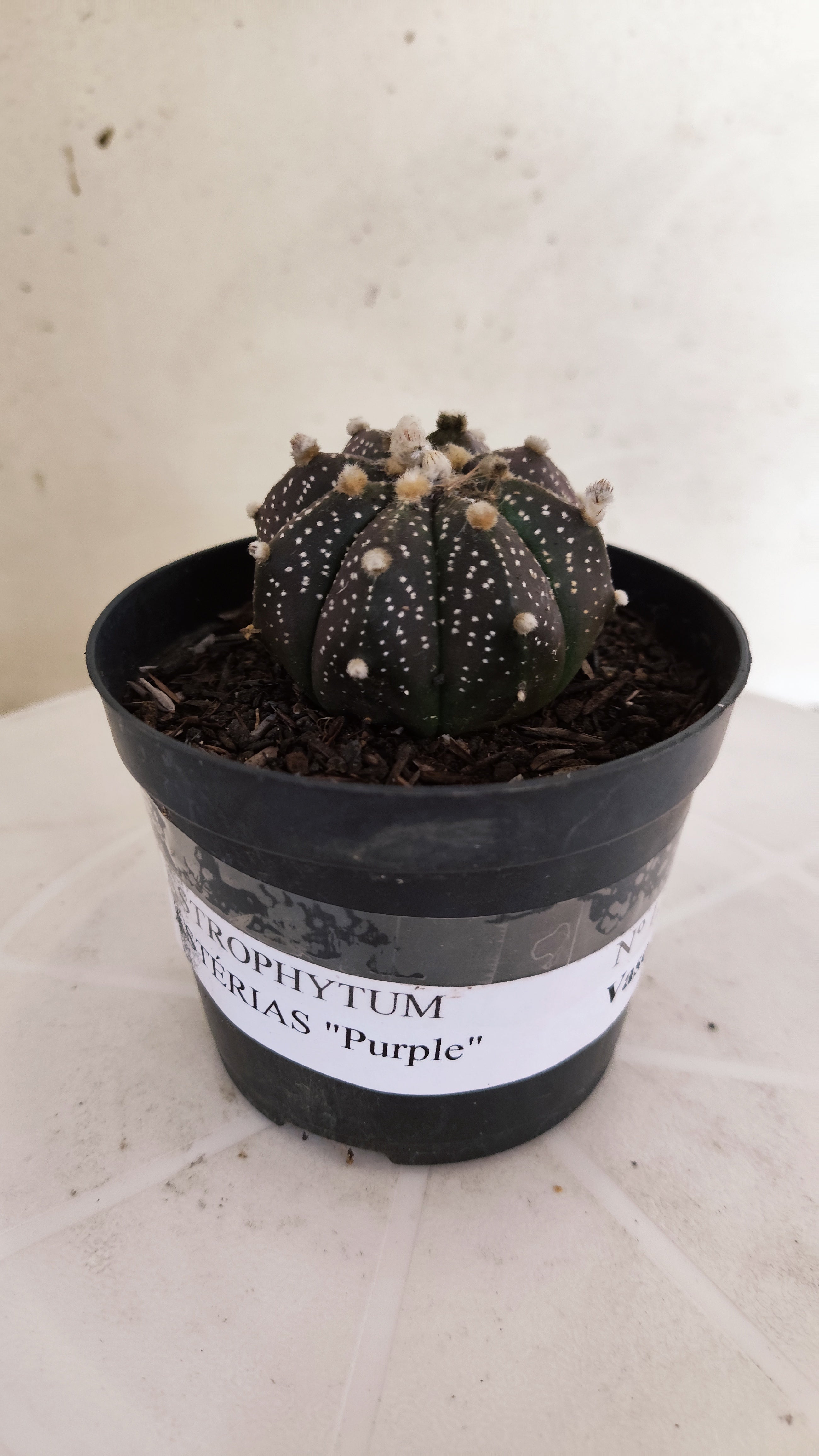 ASTROPHYTUM ASTERIAS “Purple”  Nº 1257 – vaso 09