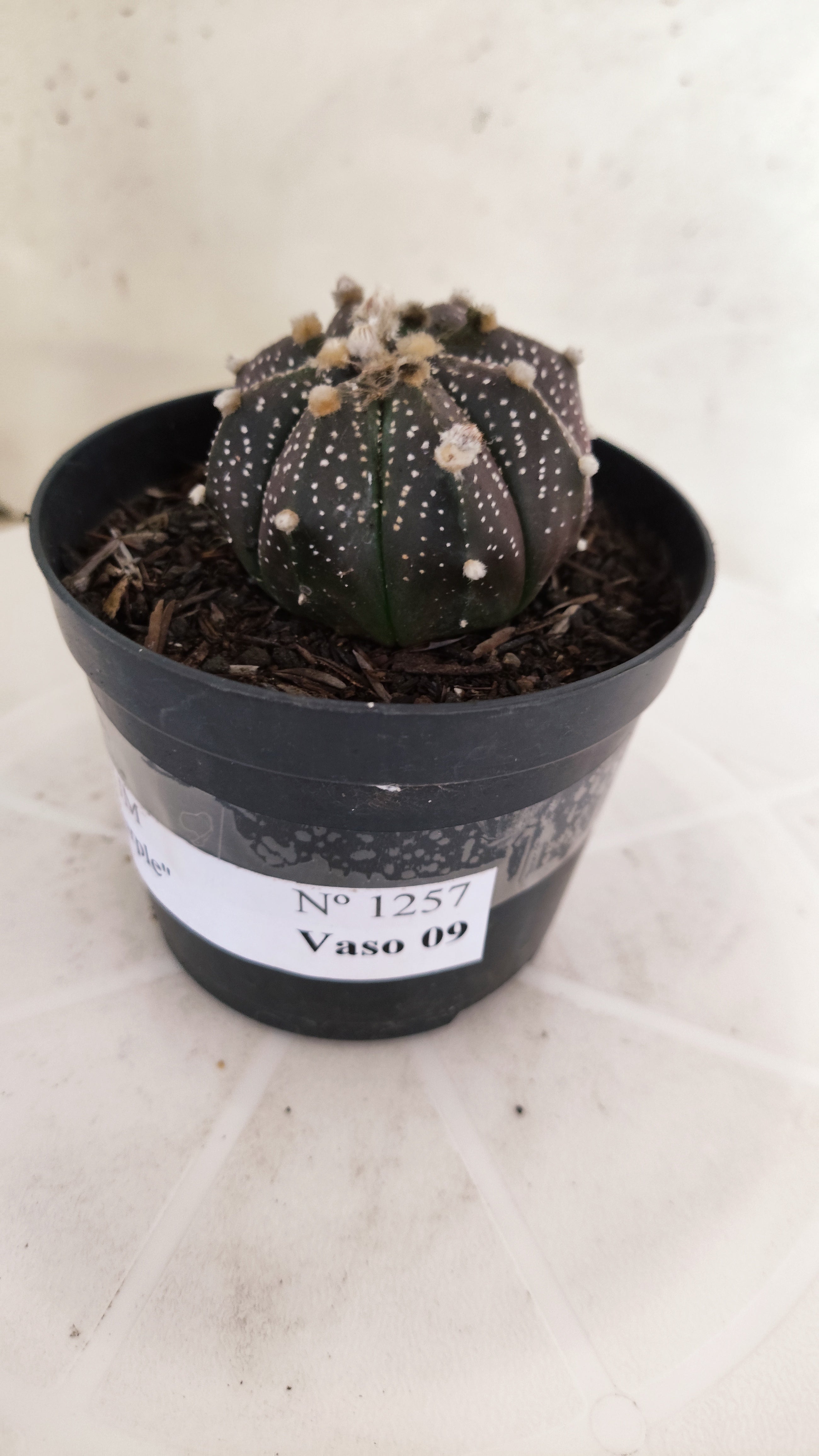 ASTROPHYTUM ASTERIAS “Purple”  Nº 1257 – vaso 09