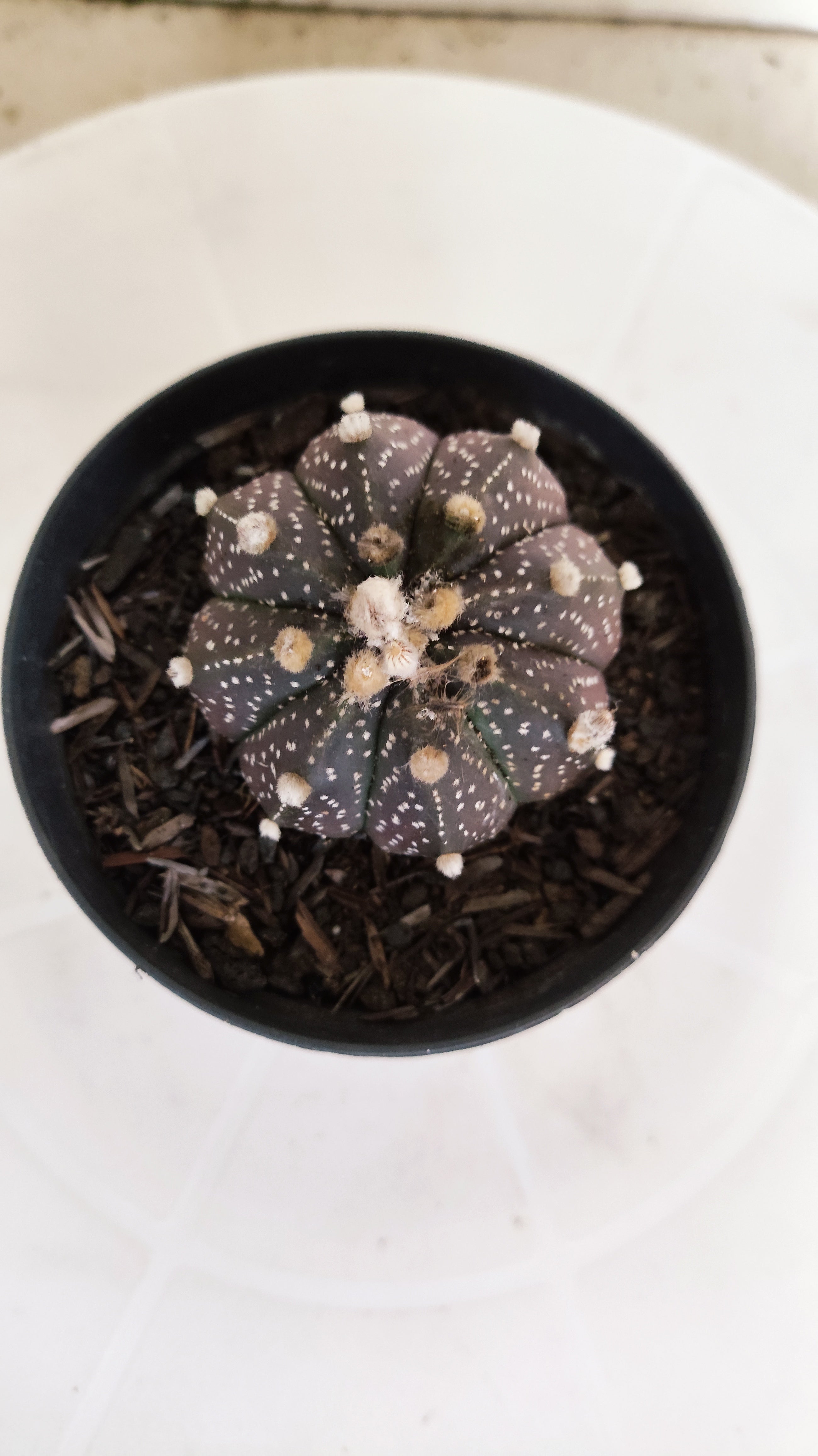 ASTROPHYTUM ASTERIAS “Purple”  Nº 1257 – vaso 09