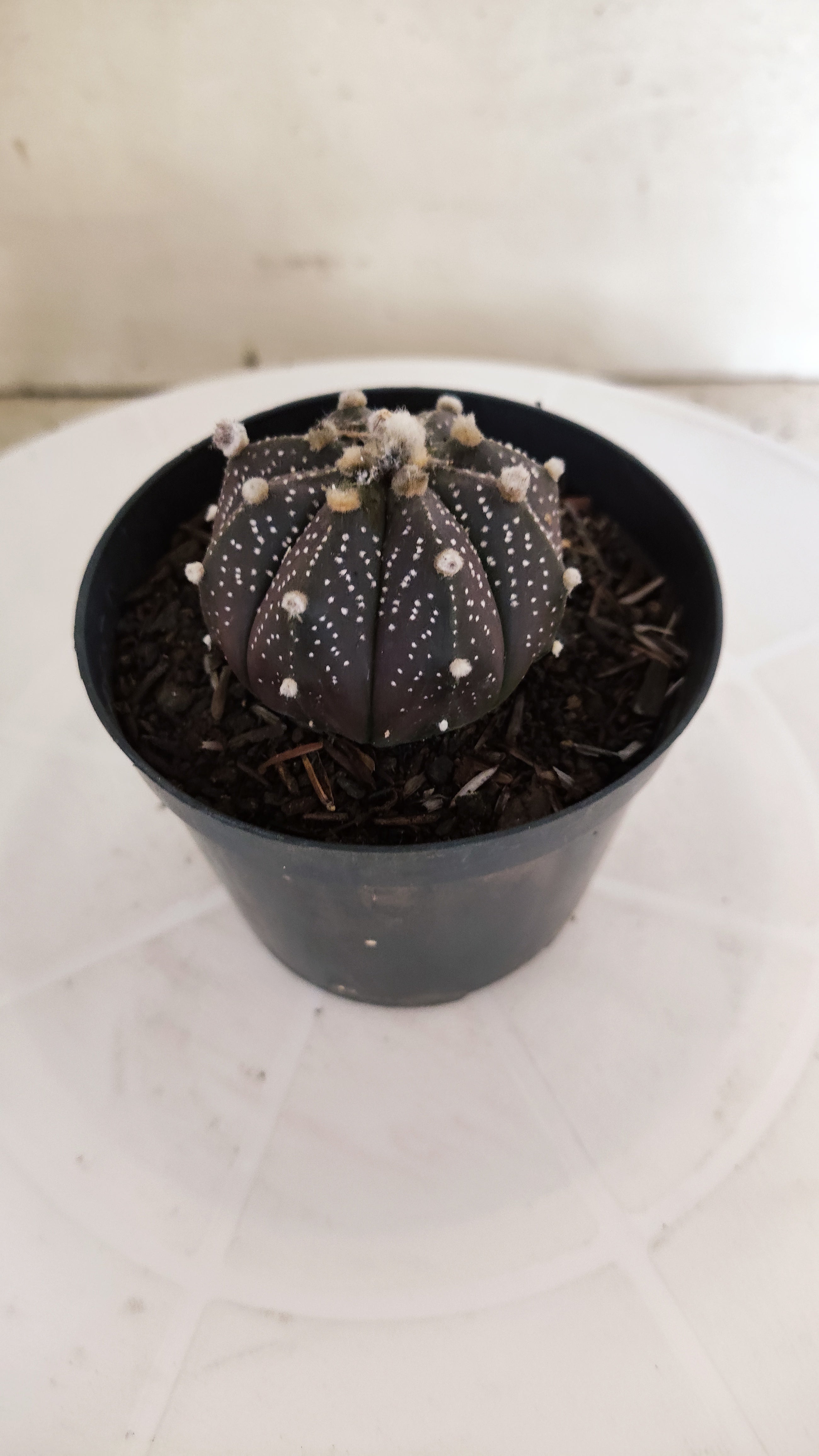 ASTROPHYTUM ASTERIAS “Purple”  Nº 1257 – vaso 09